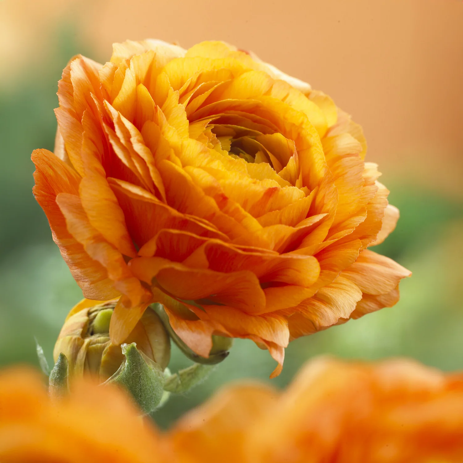 Miniature 3