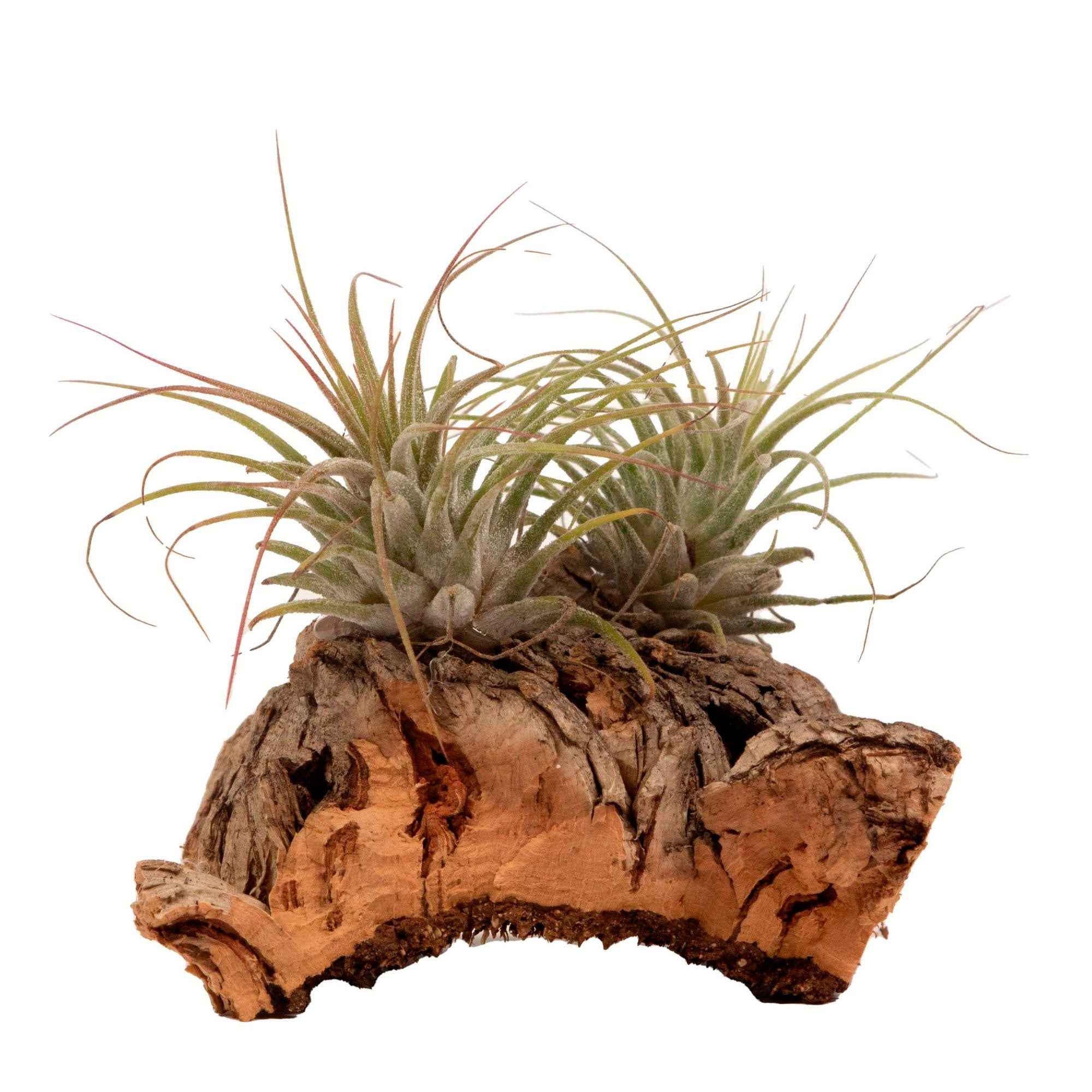Miniature 4