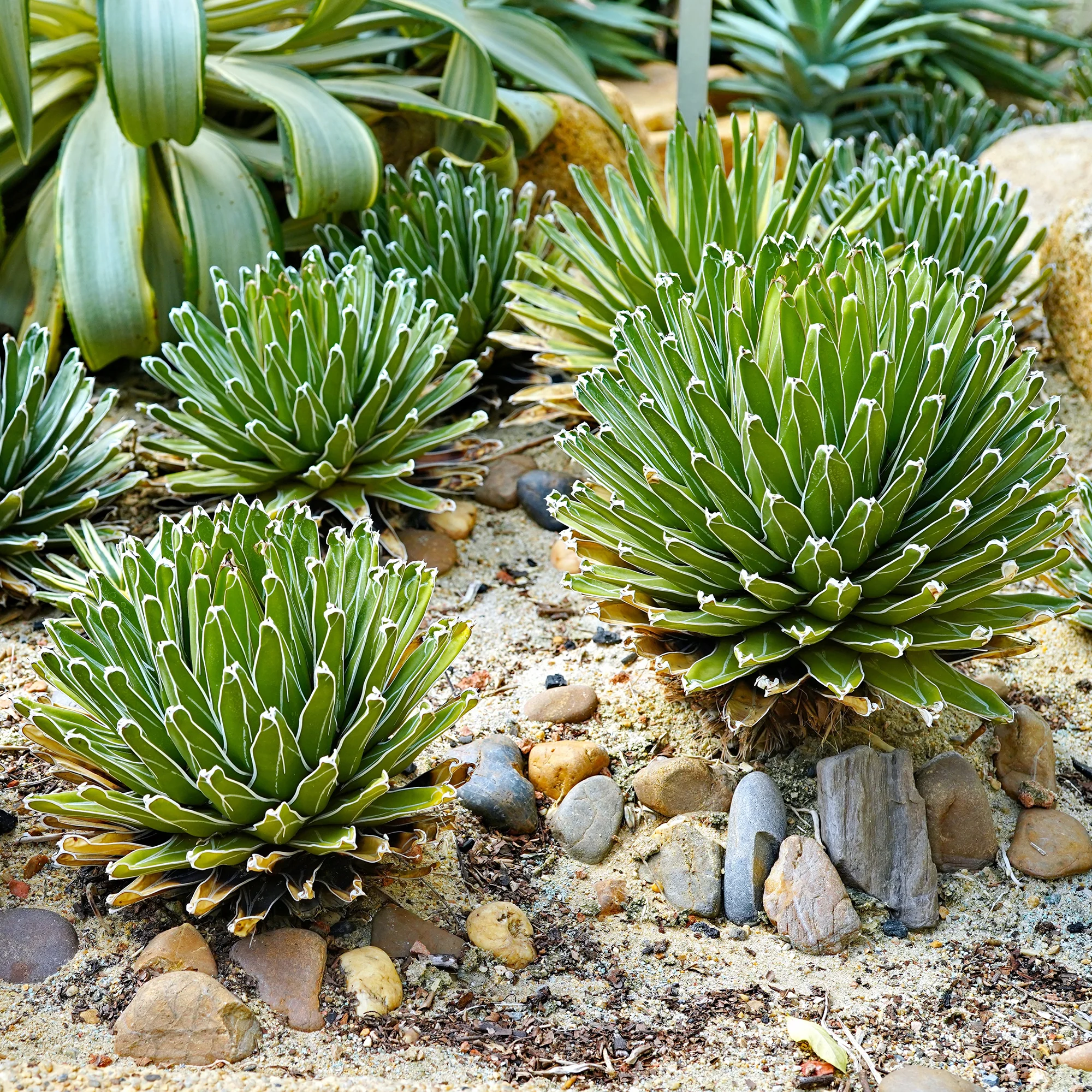 Miniature 4
