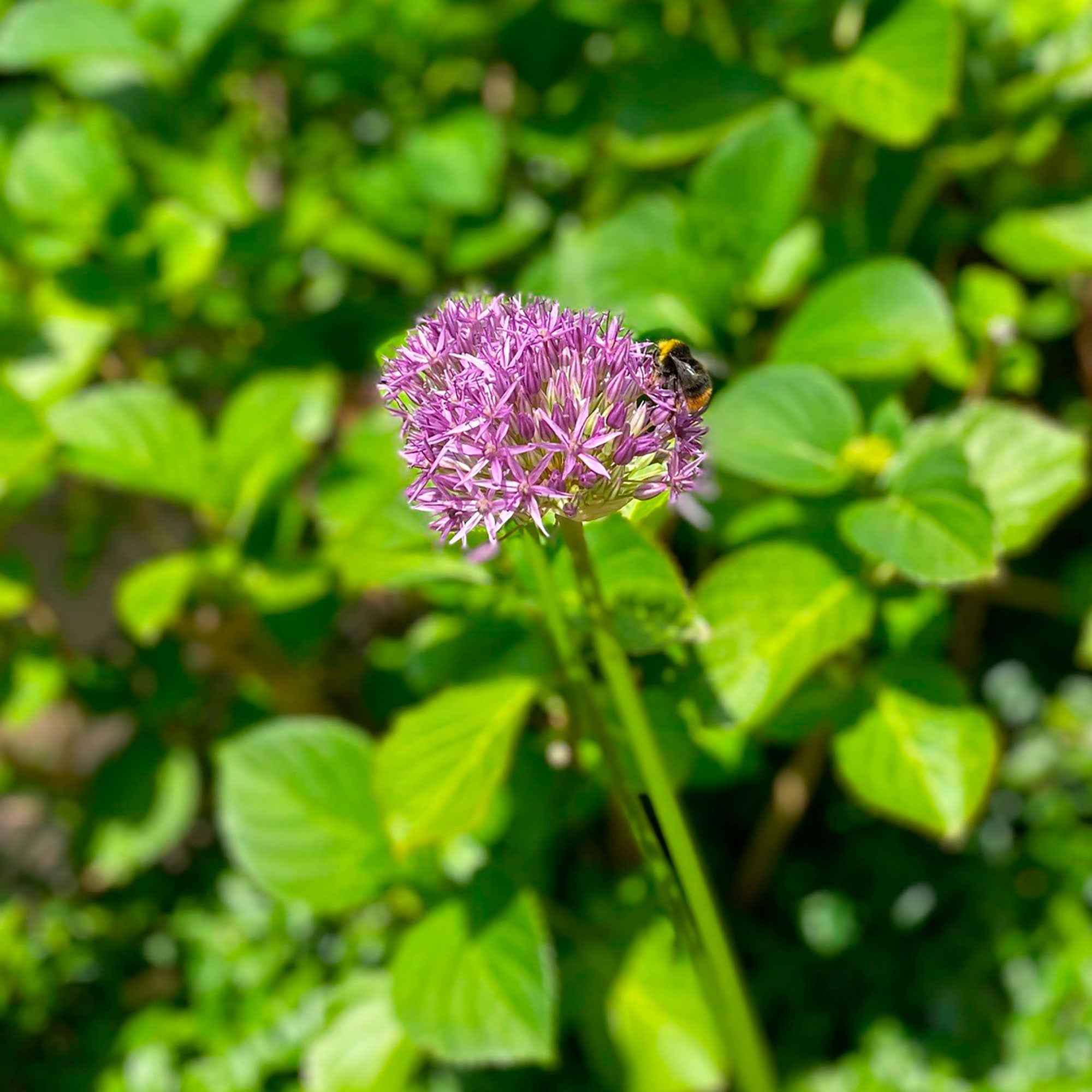 Miniature 3