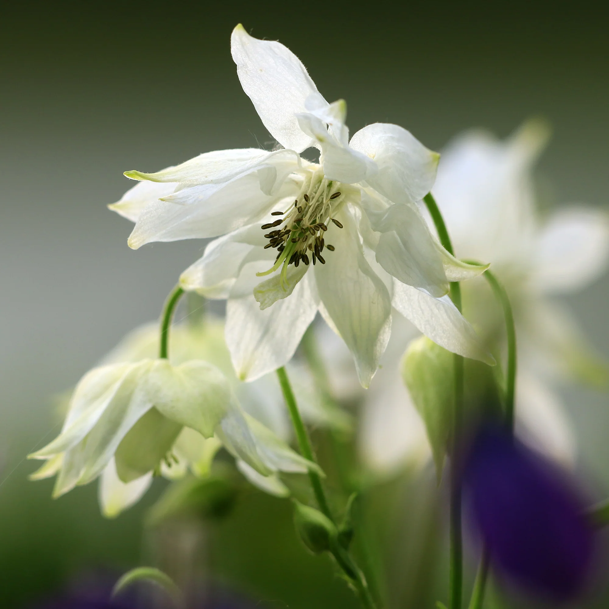Miniature 3