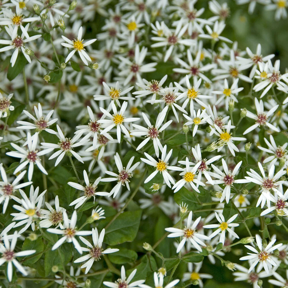 Miniature 3