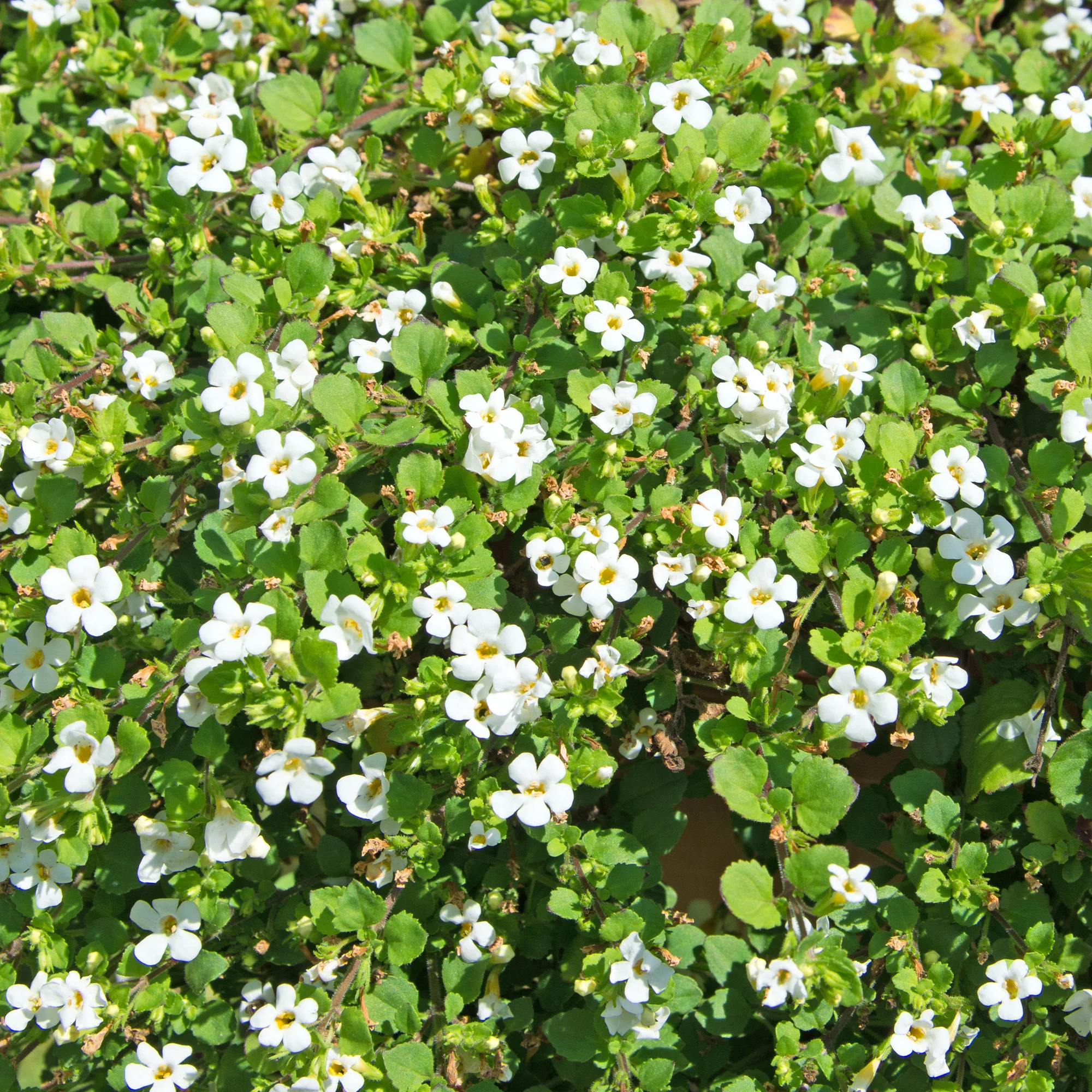 Miniature 1