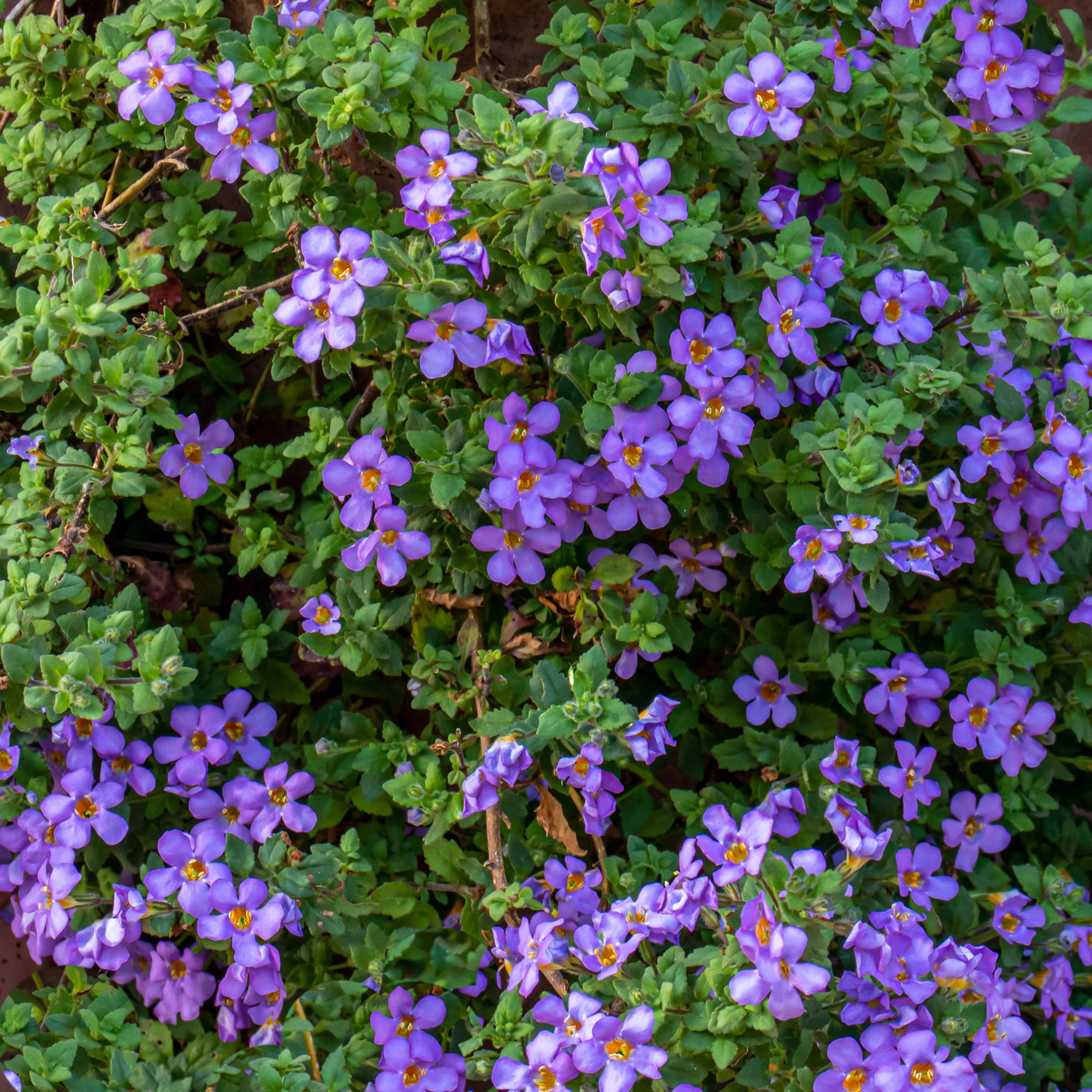 Miniature 2
