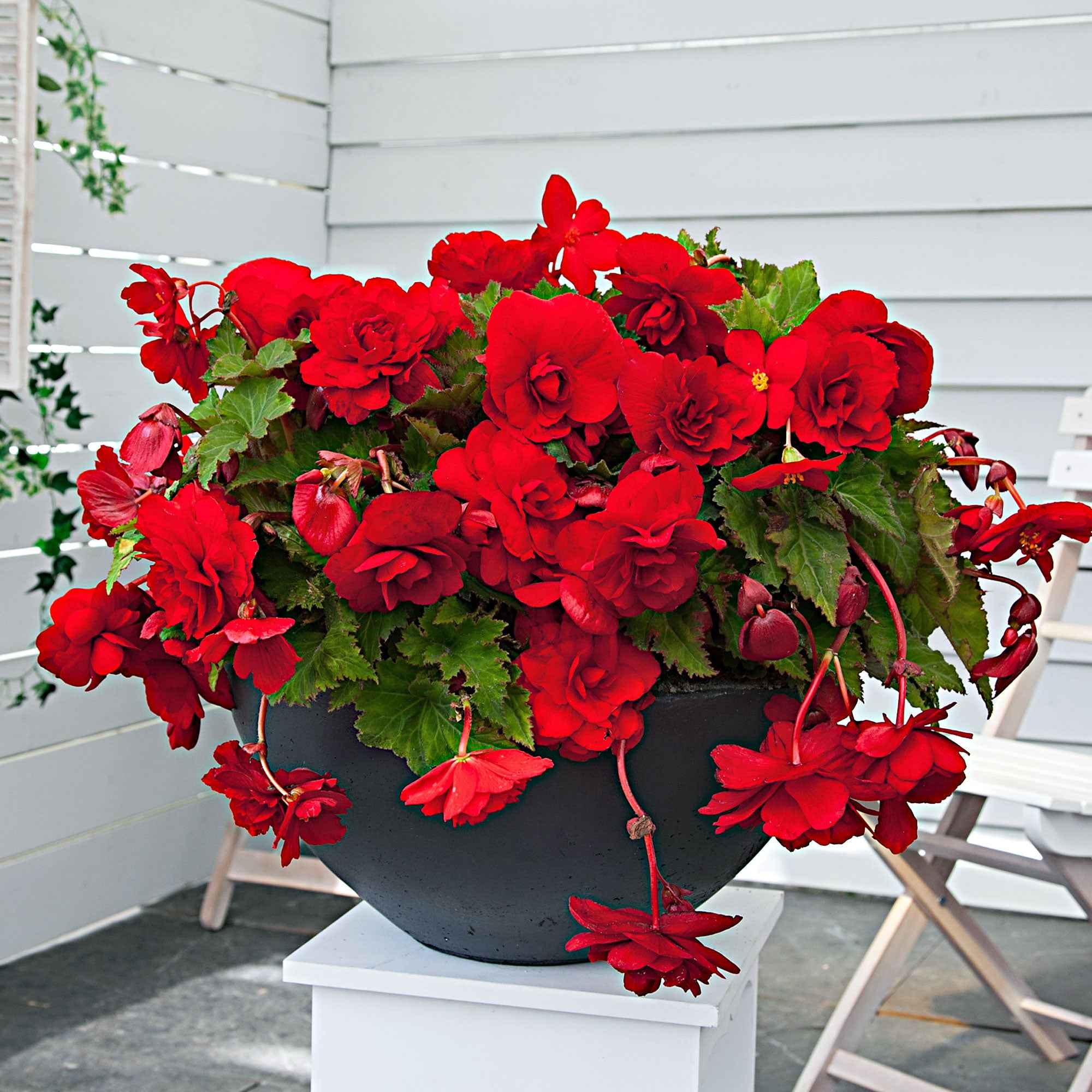 Miniature 2