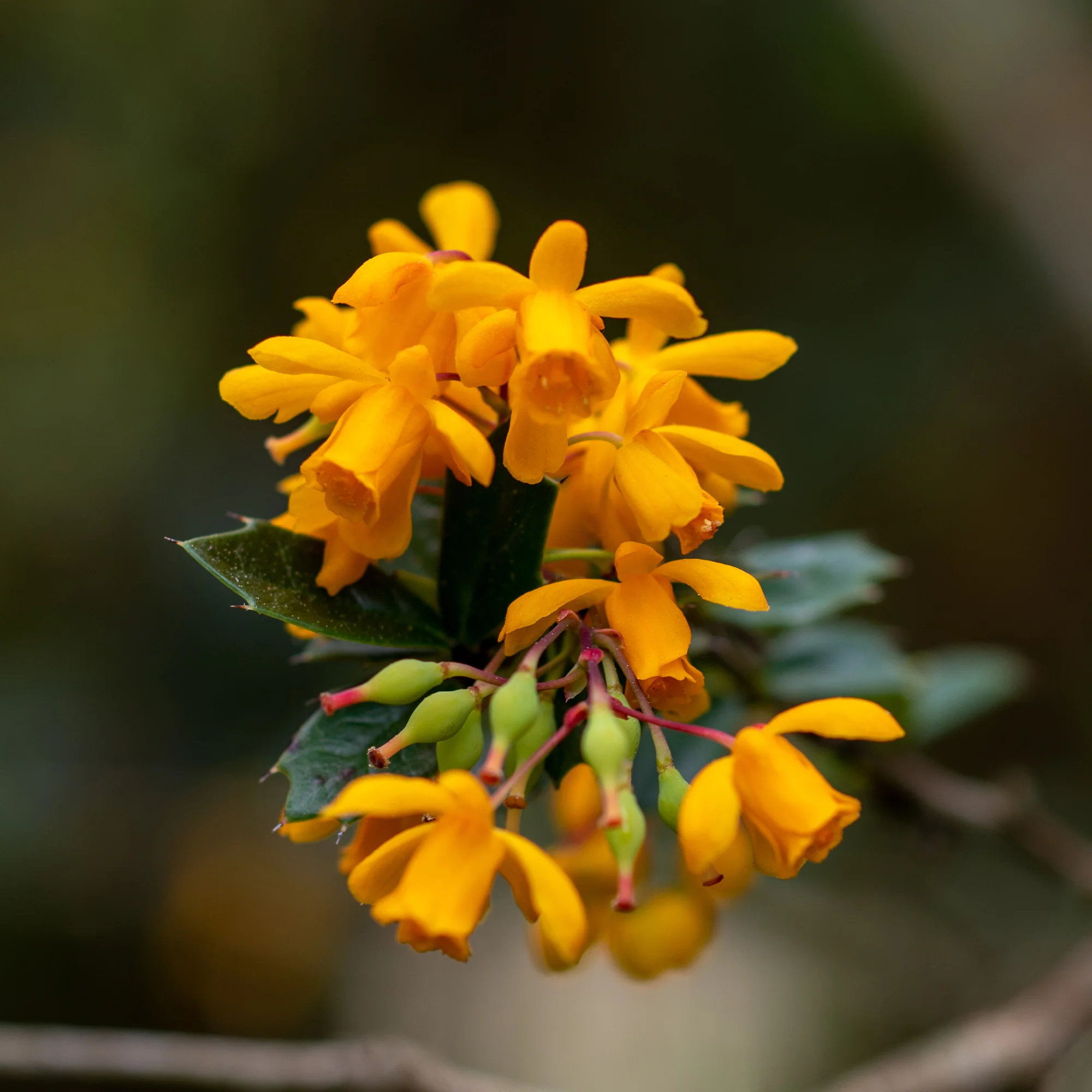 Miniature 2