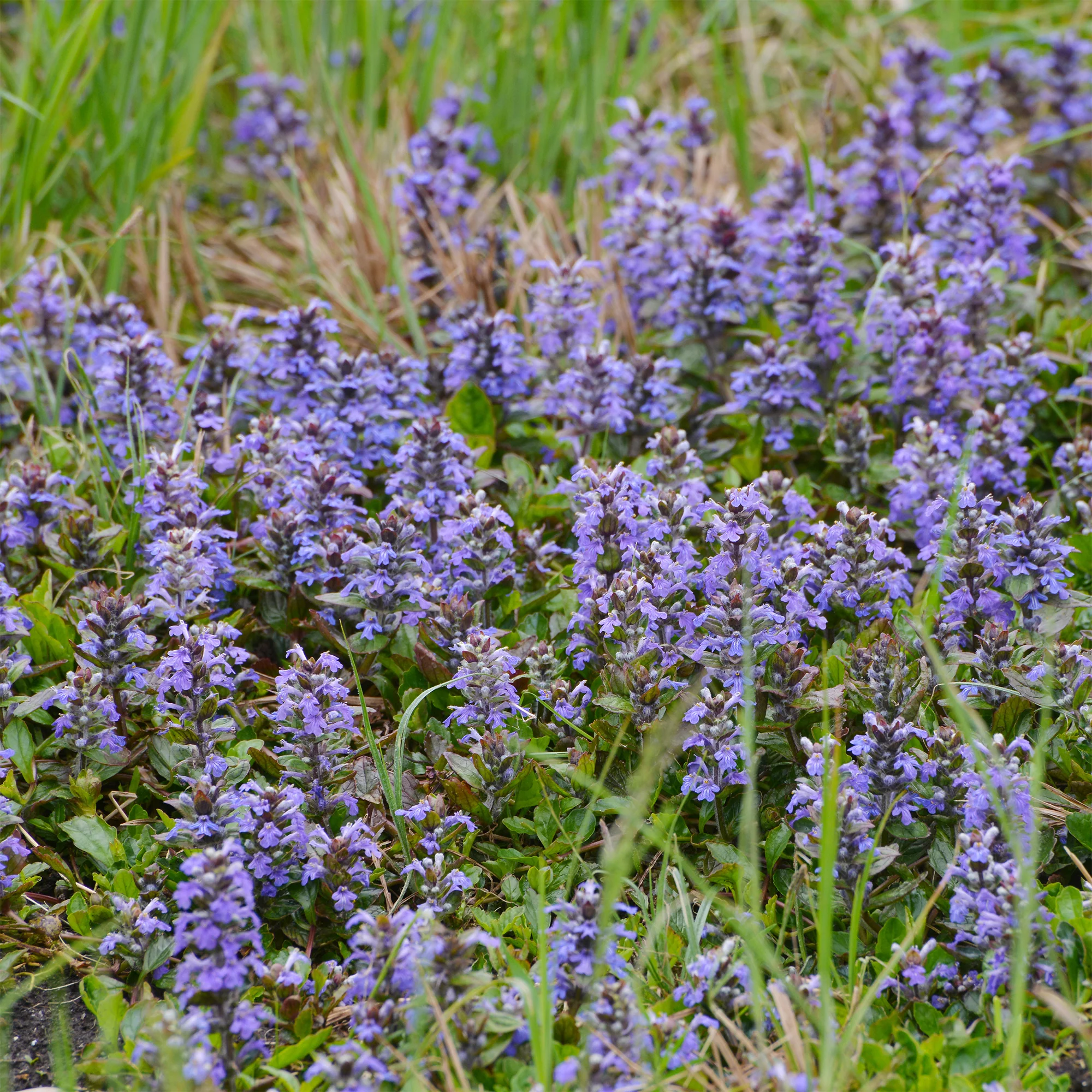 Miniature 1