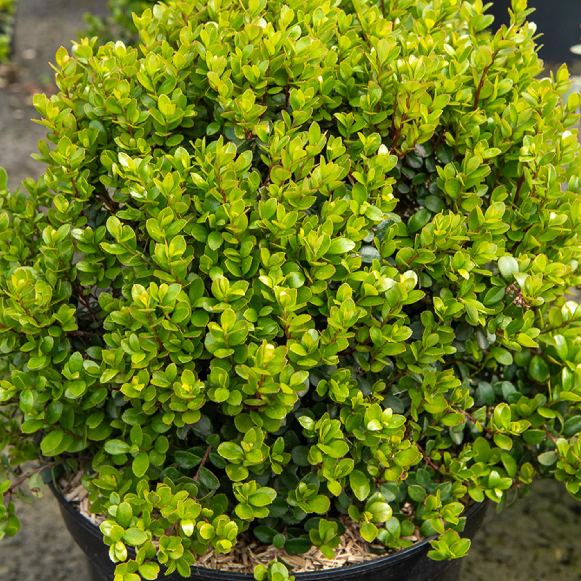Miniature 3