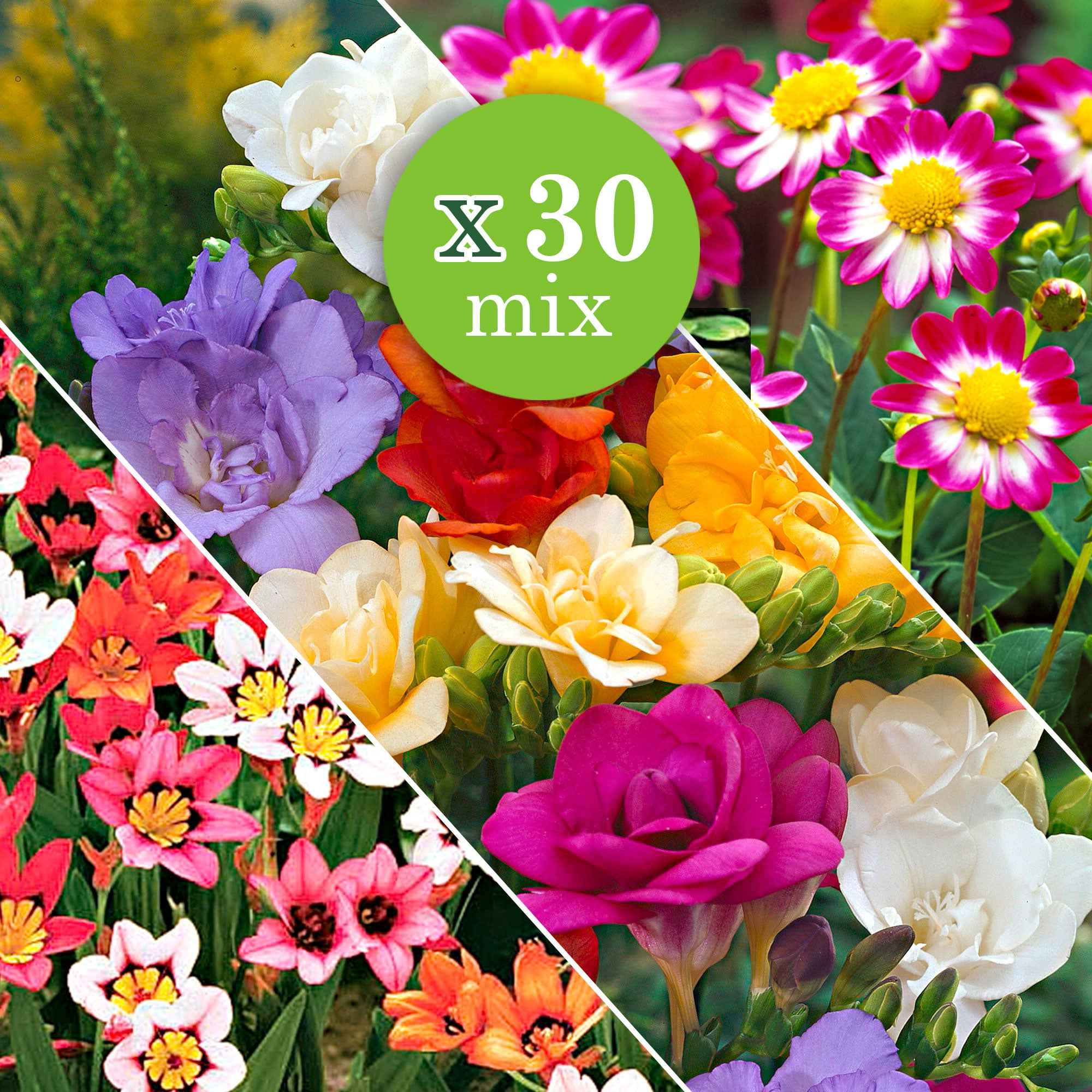 Miniature 3
