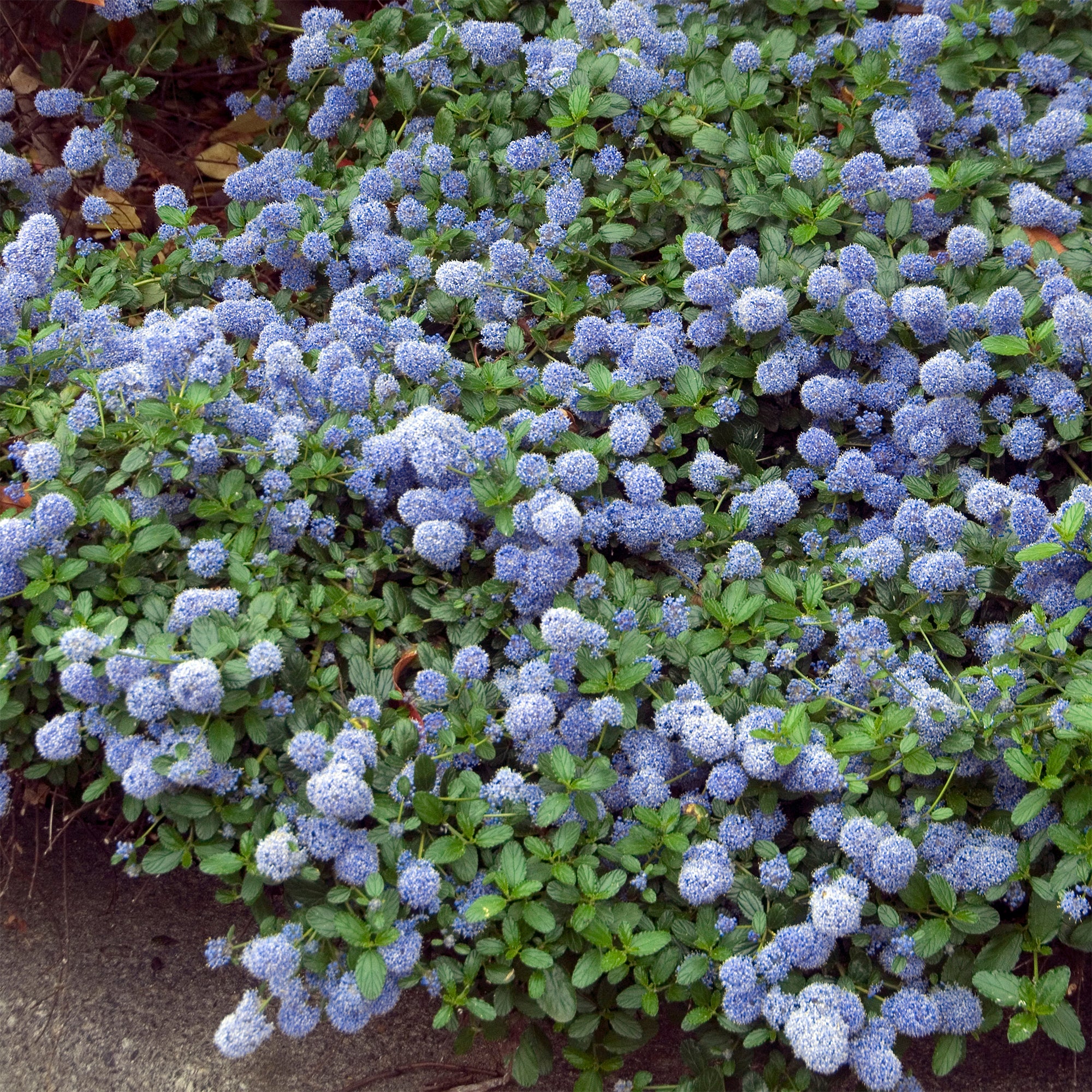 Miniature 3