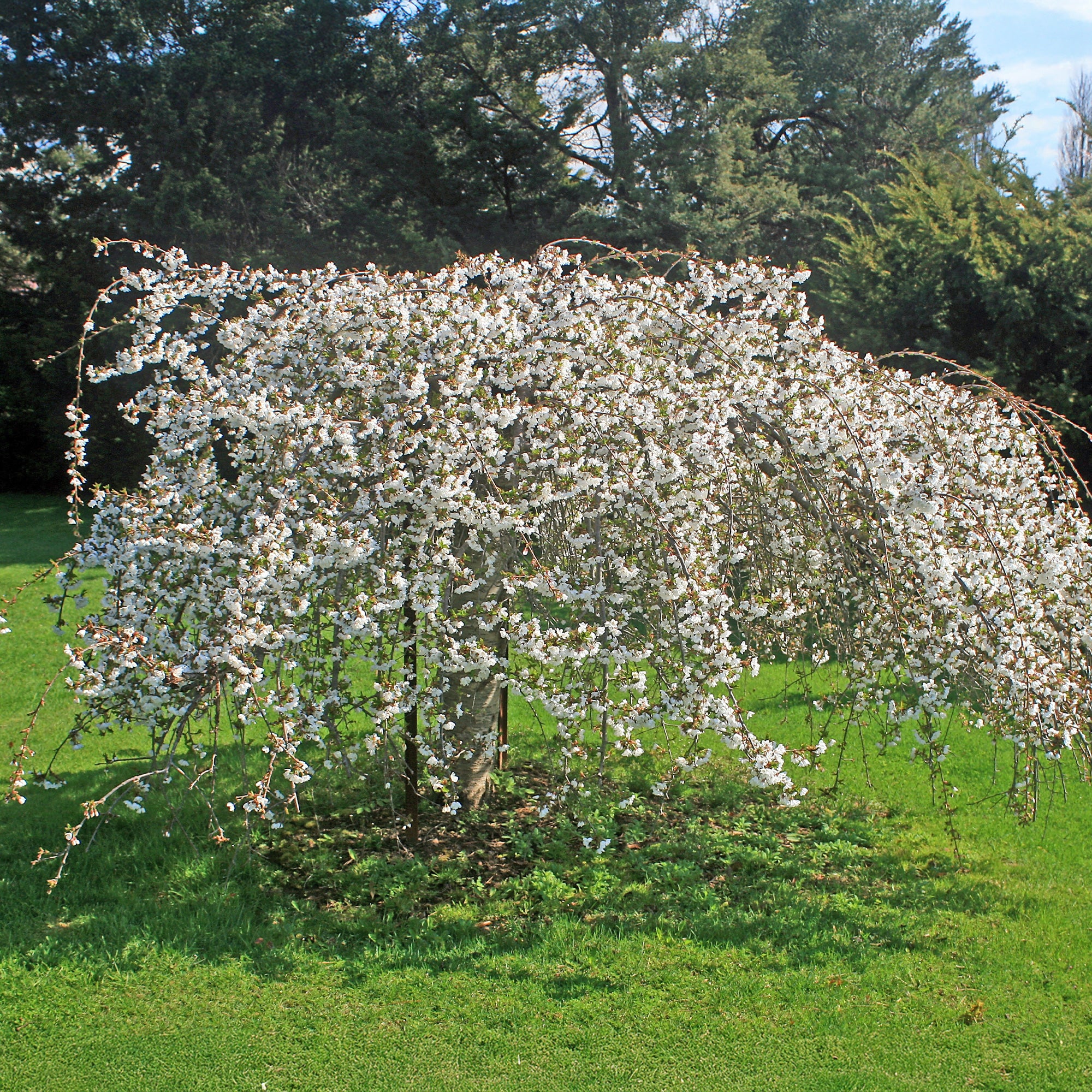 Miniature 3