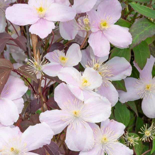 Miniature 6