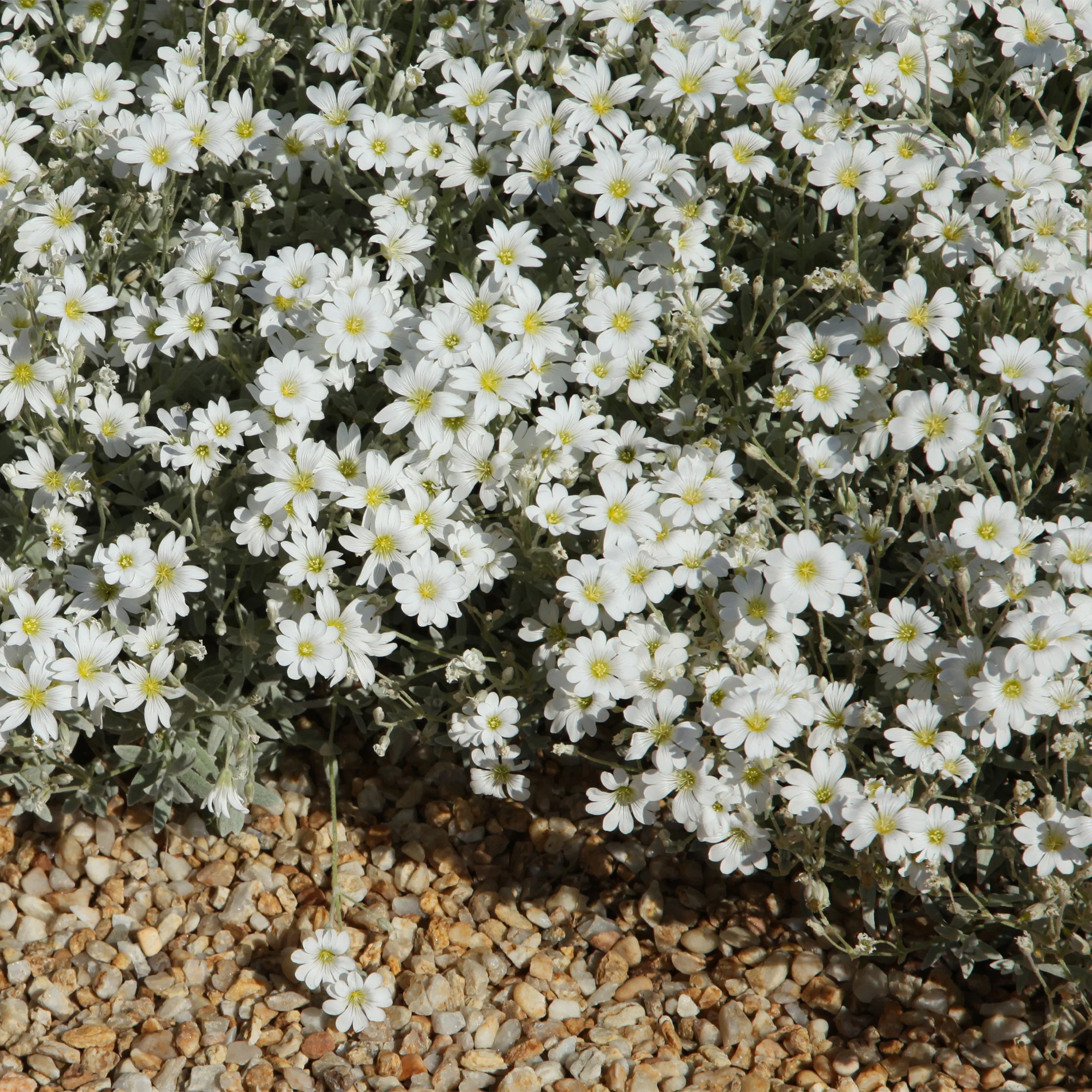 Miniature 3