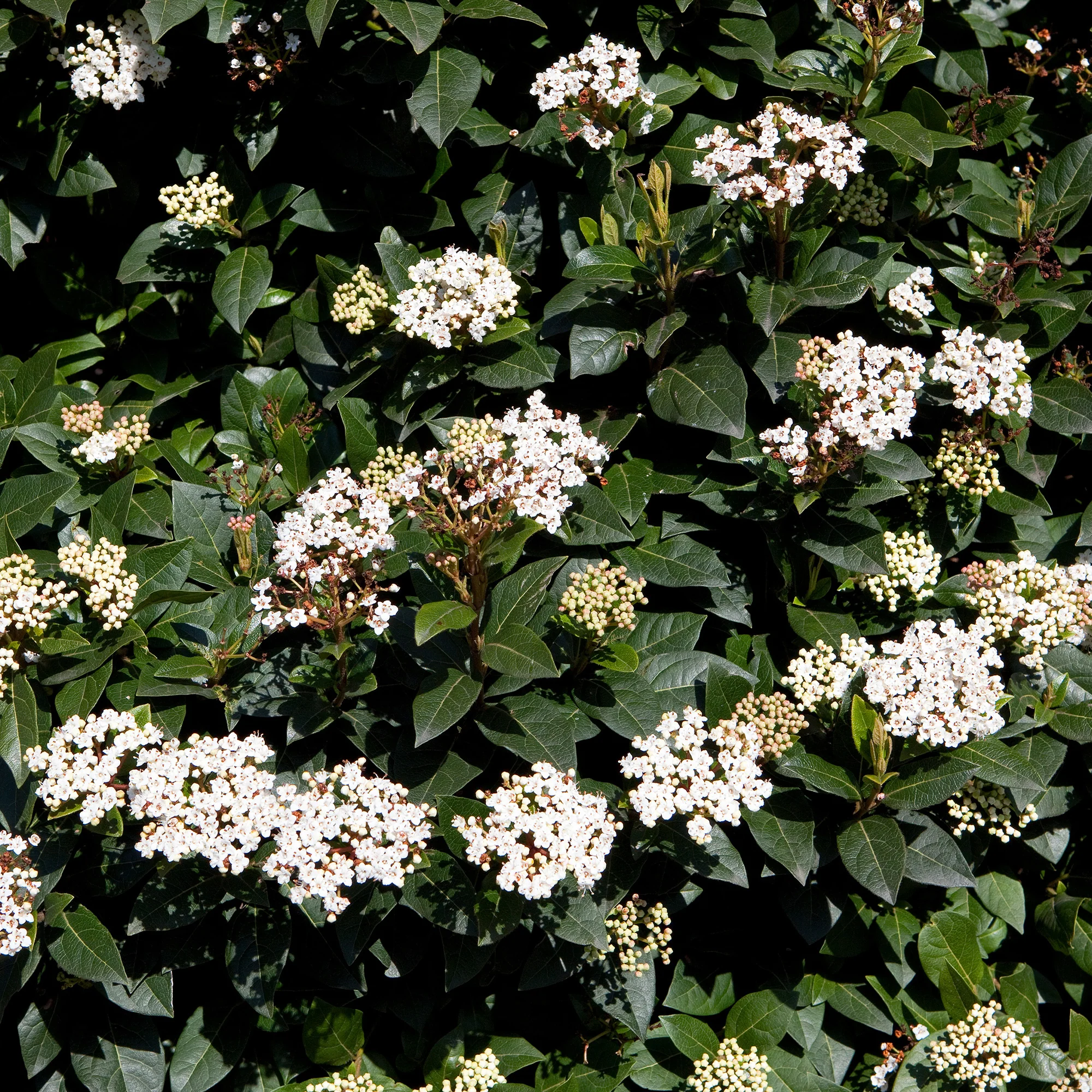 Miniature 5