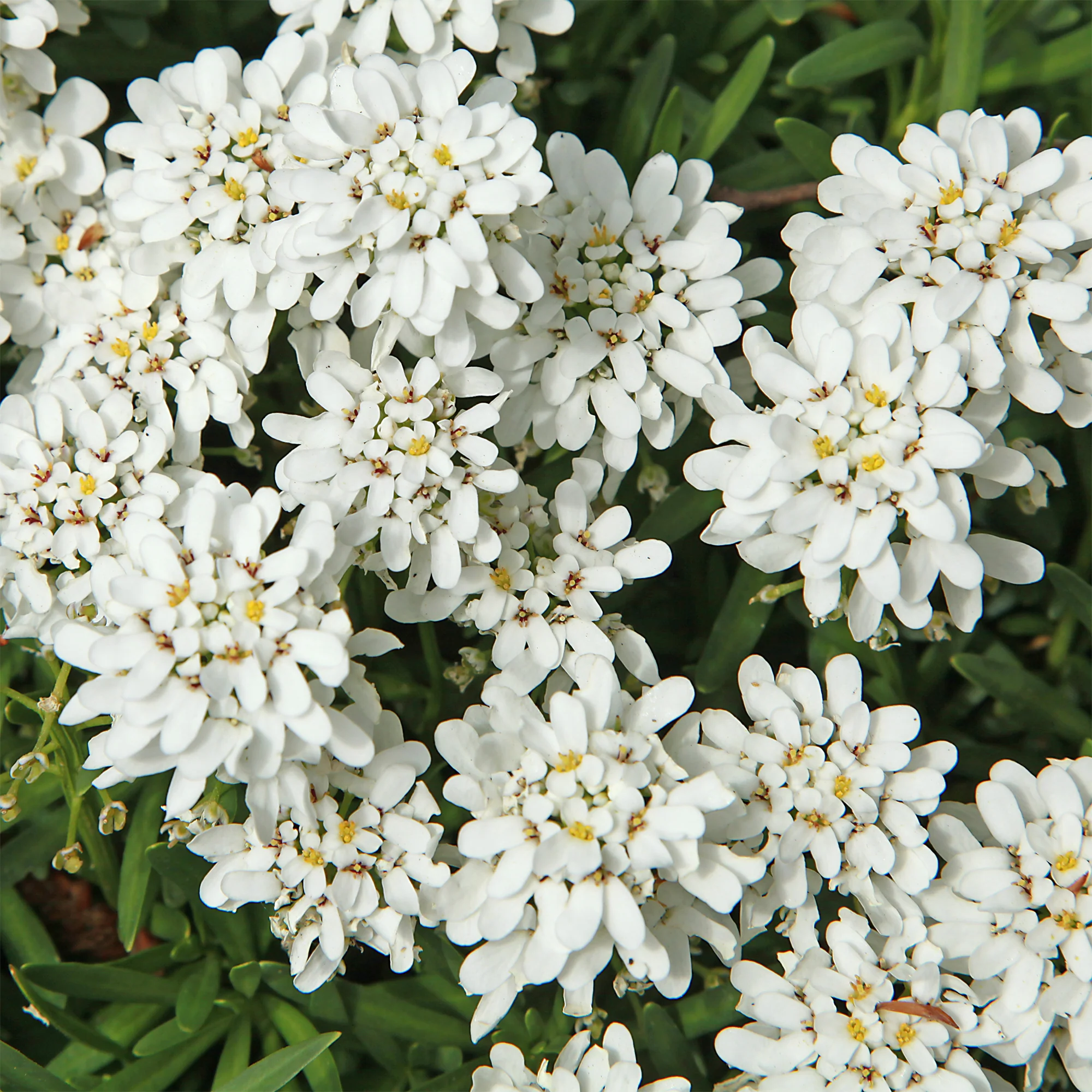 Miniature 2