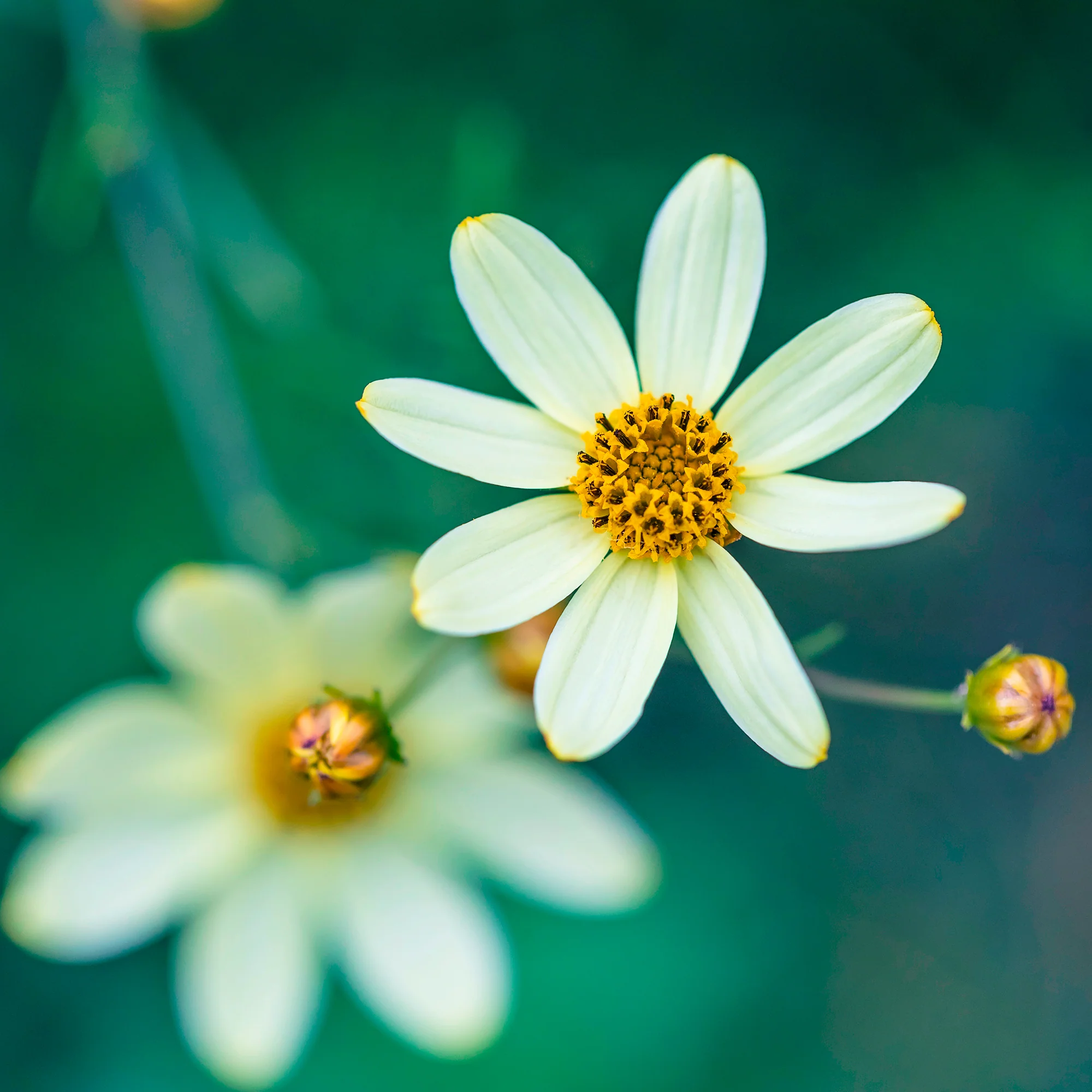 Miniature 2