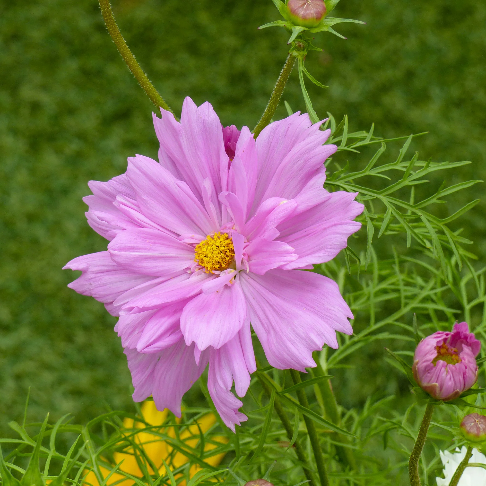 Miniature 3