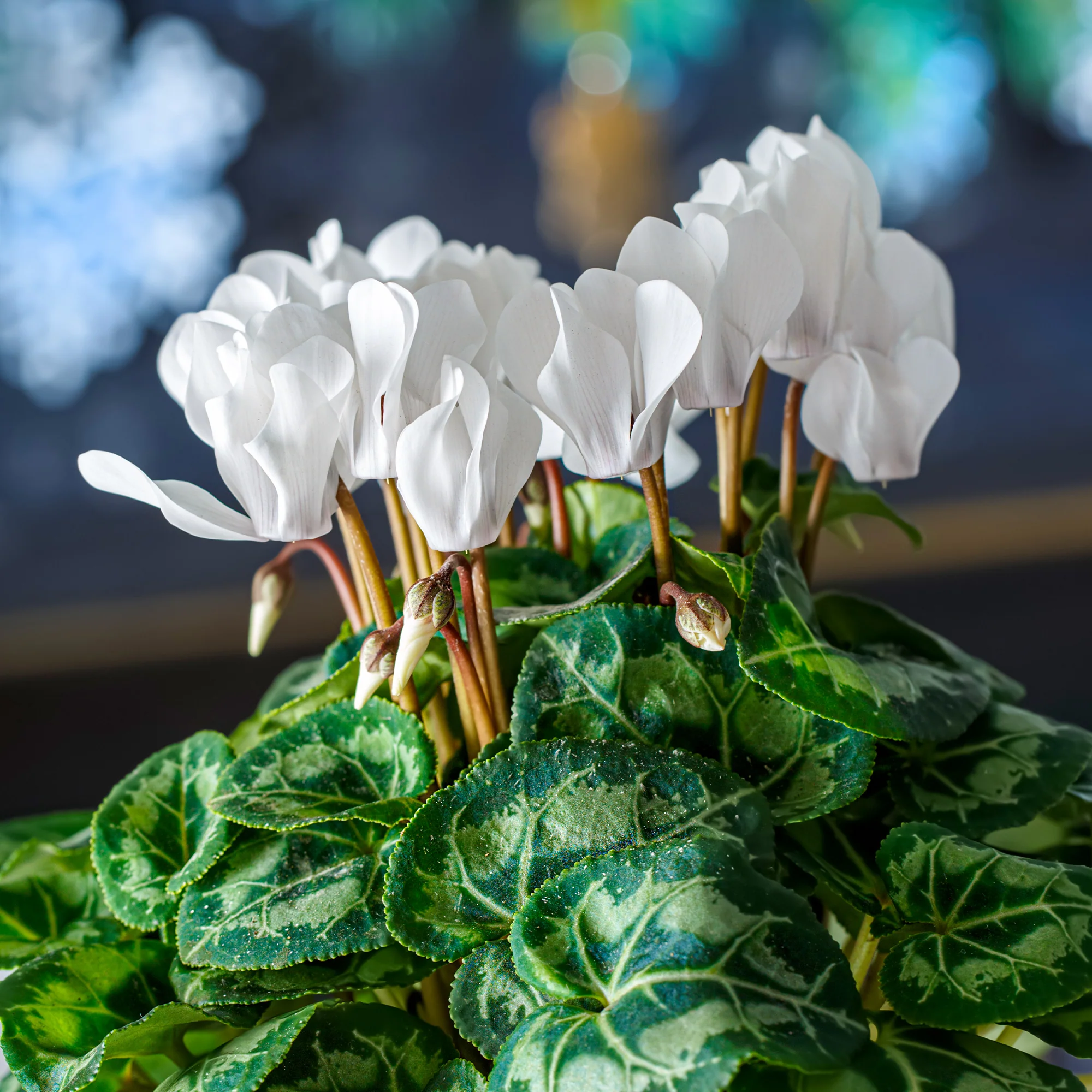Miniature 4