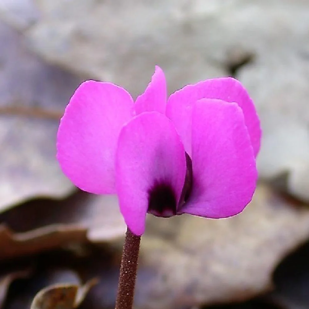 Miniature 5