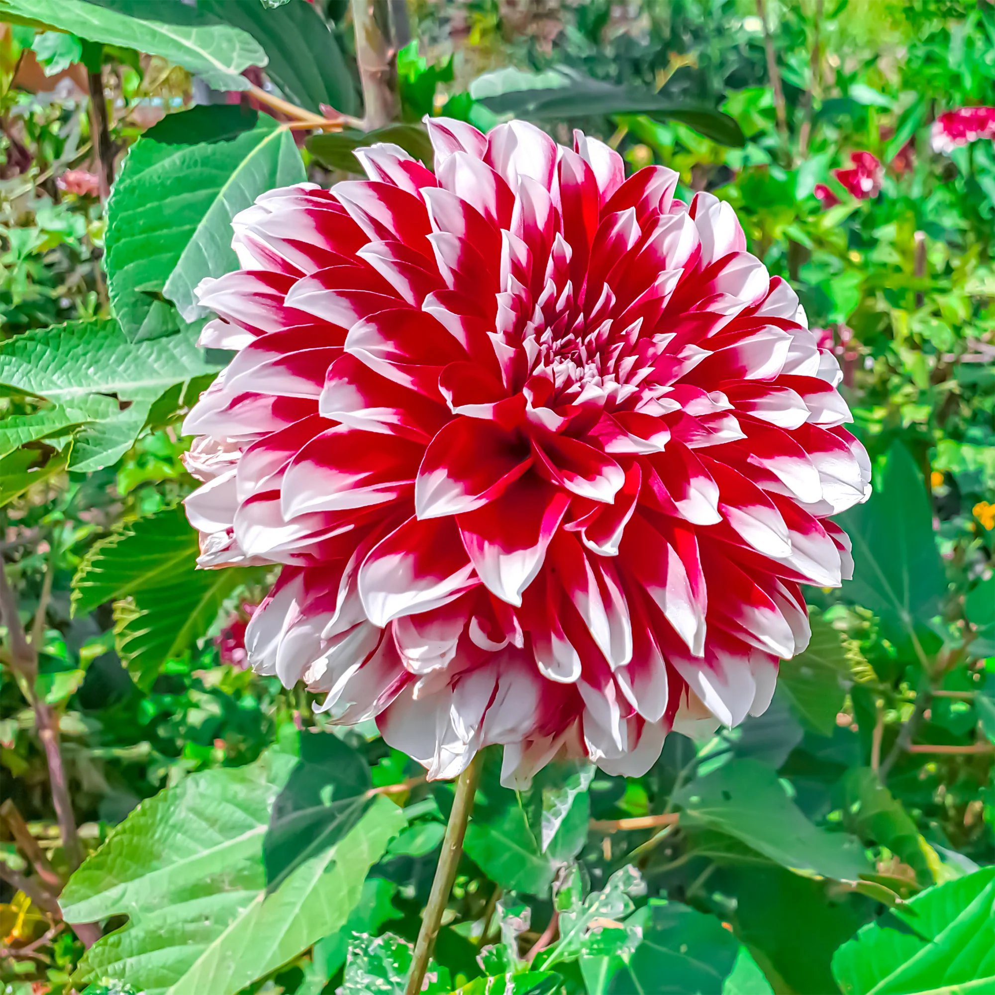 Miniature 2