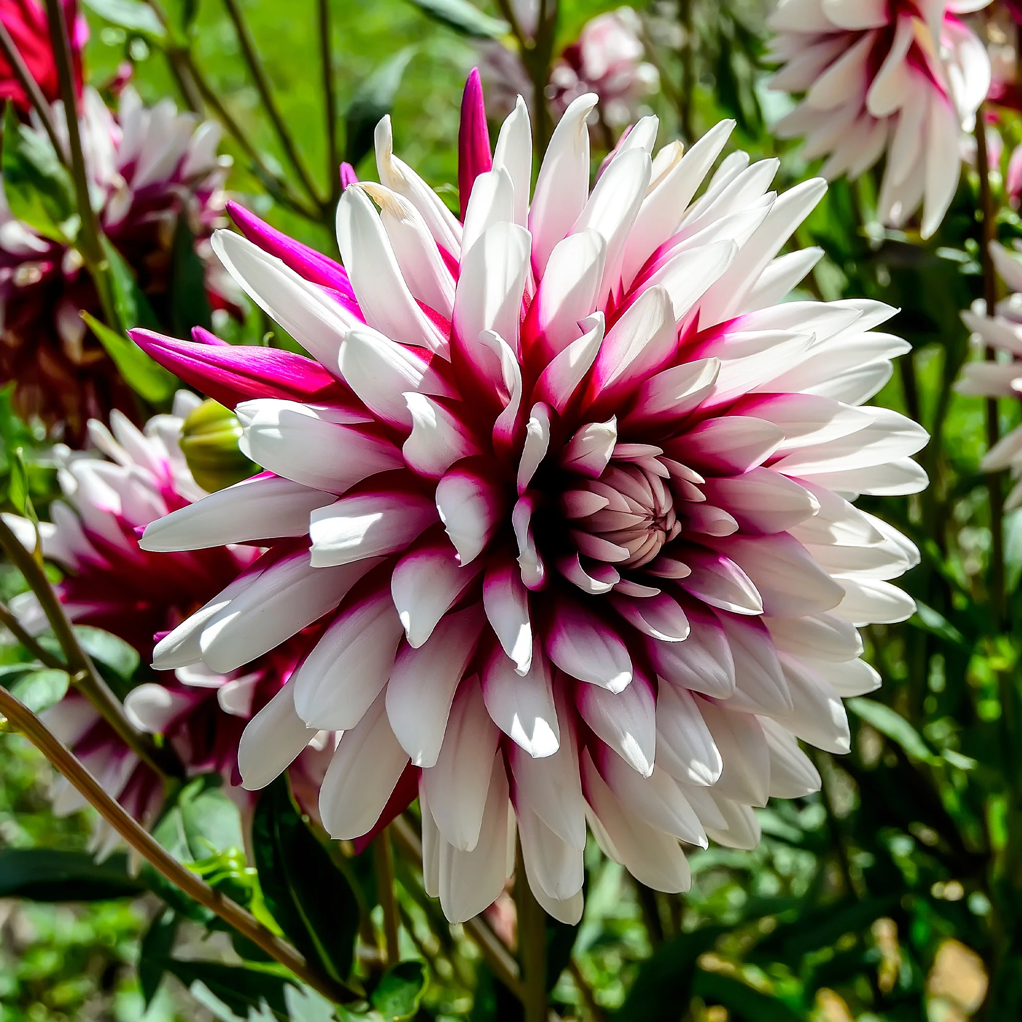 Miniature 3