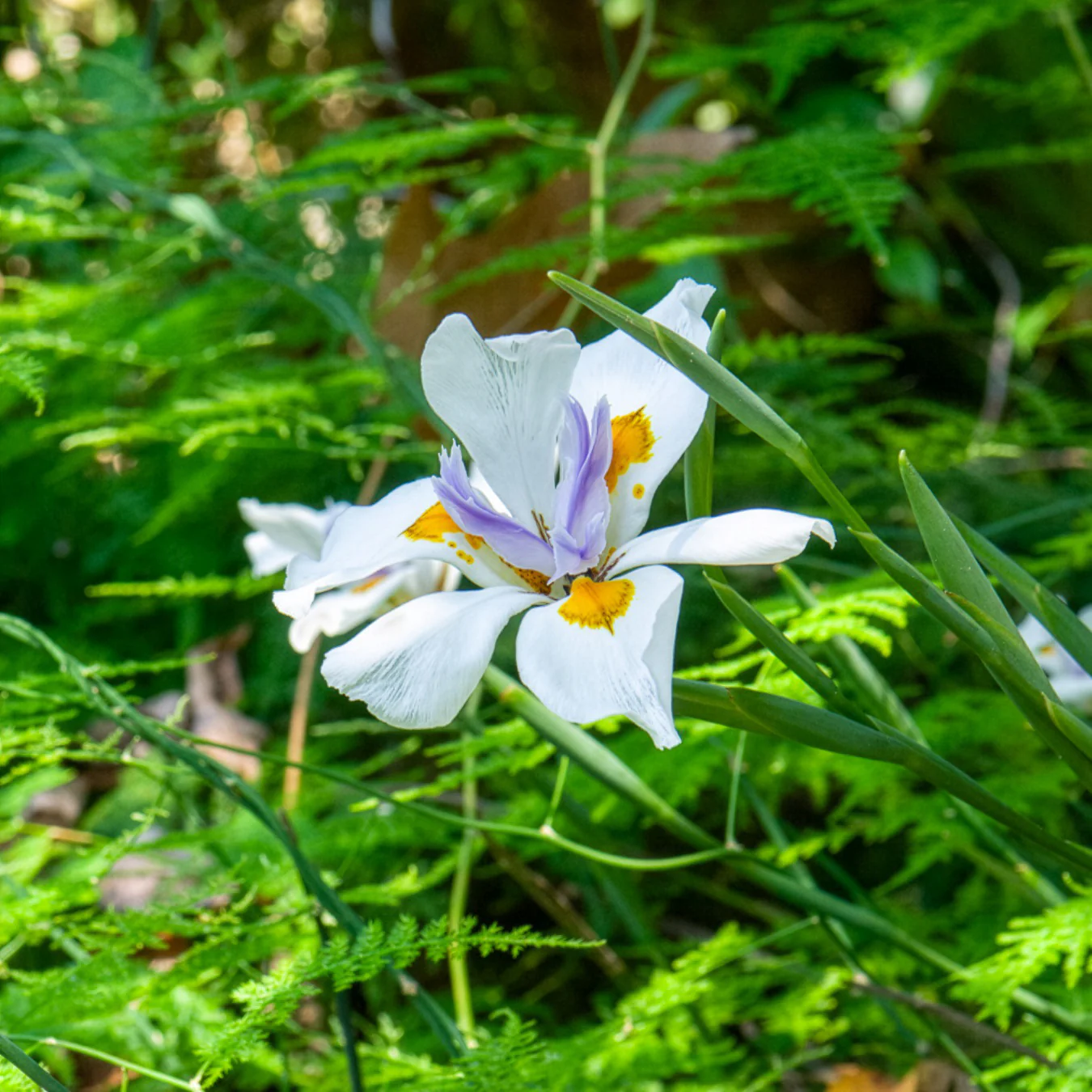 Miniature 2