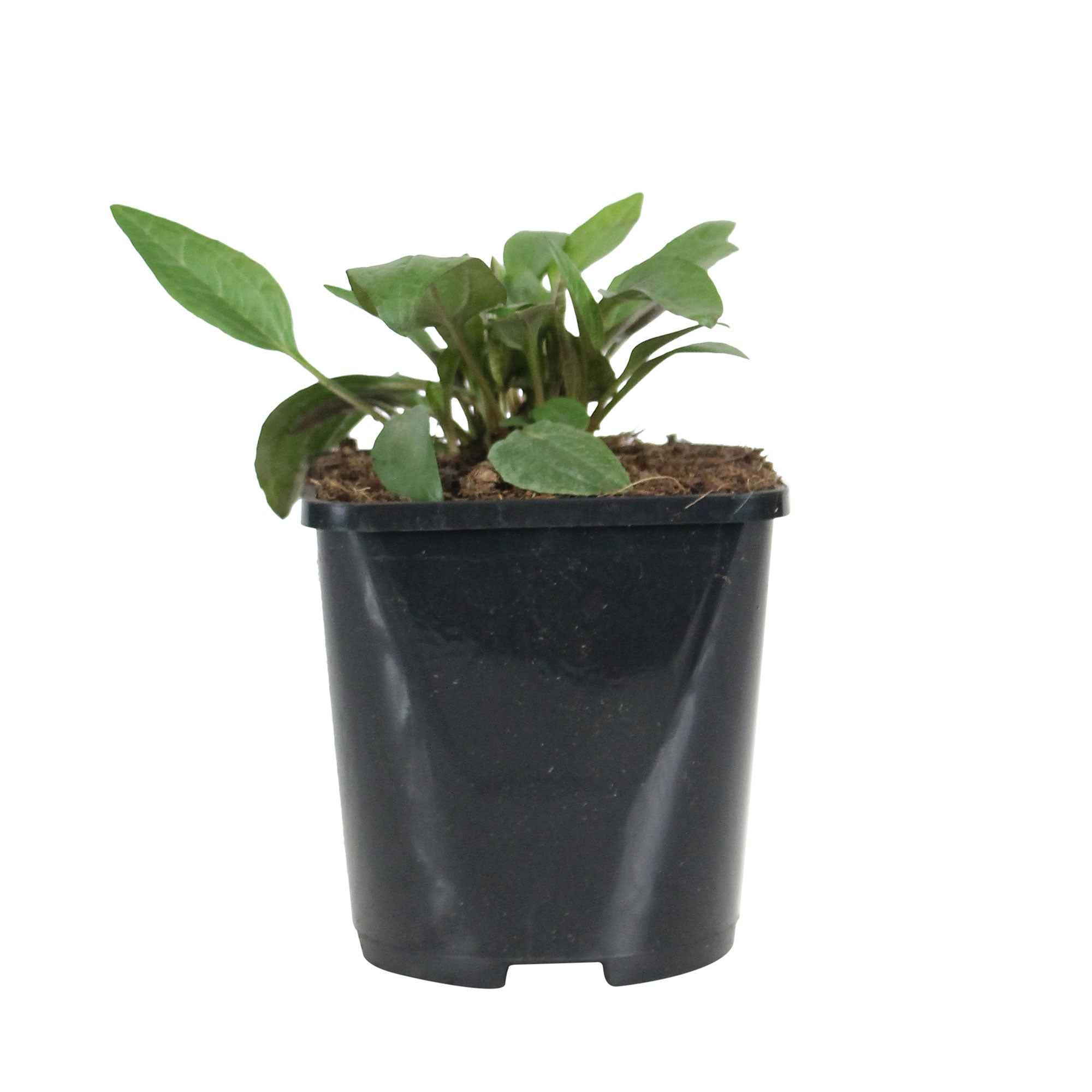 Miniature 2