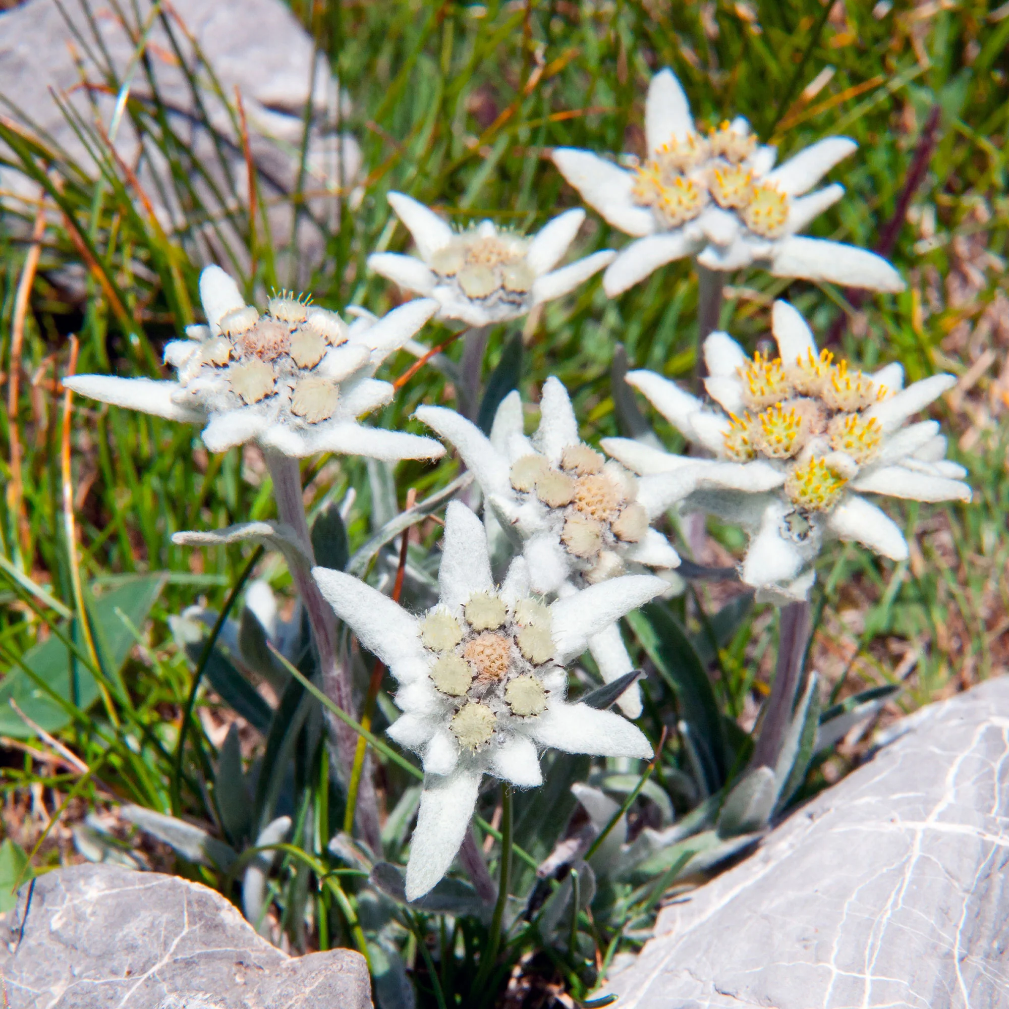 Miniature 8