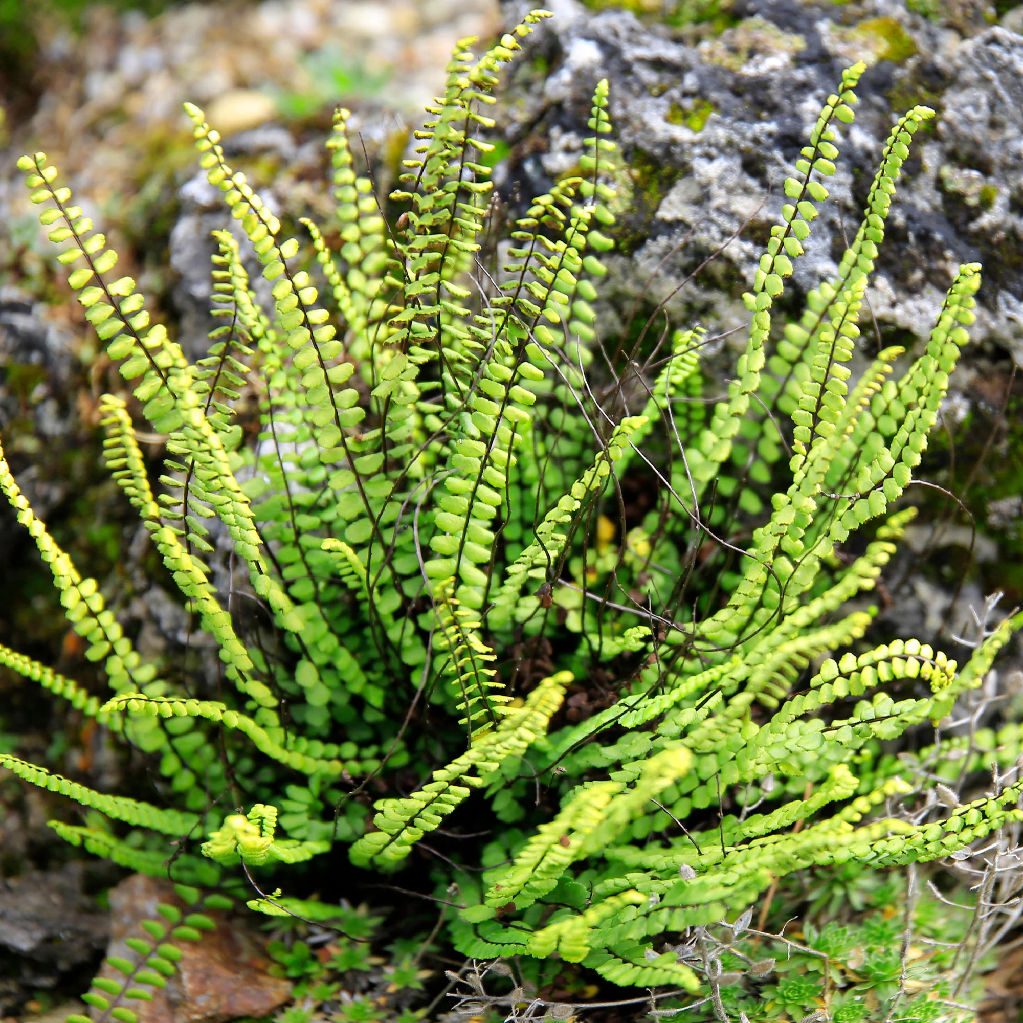 Miniature 2