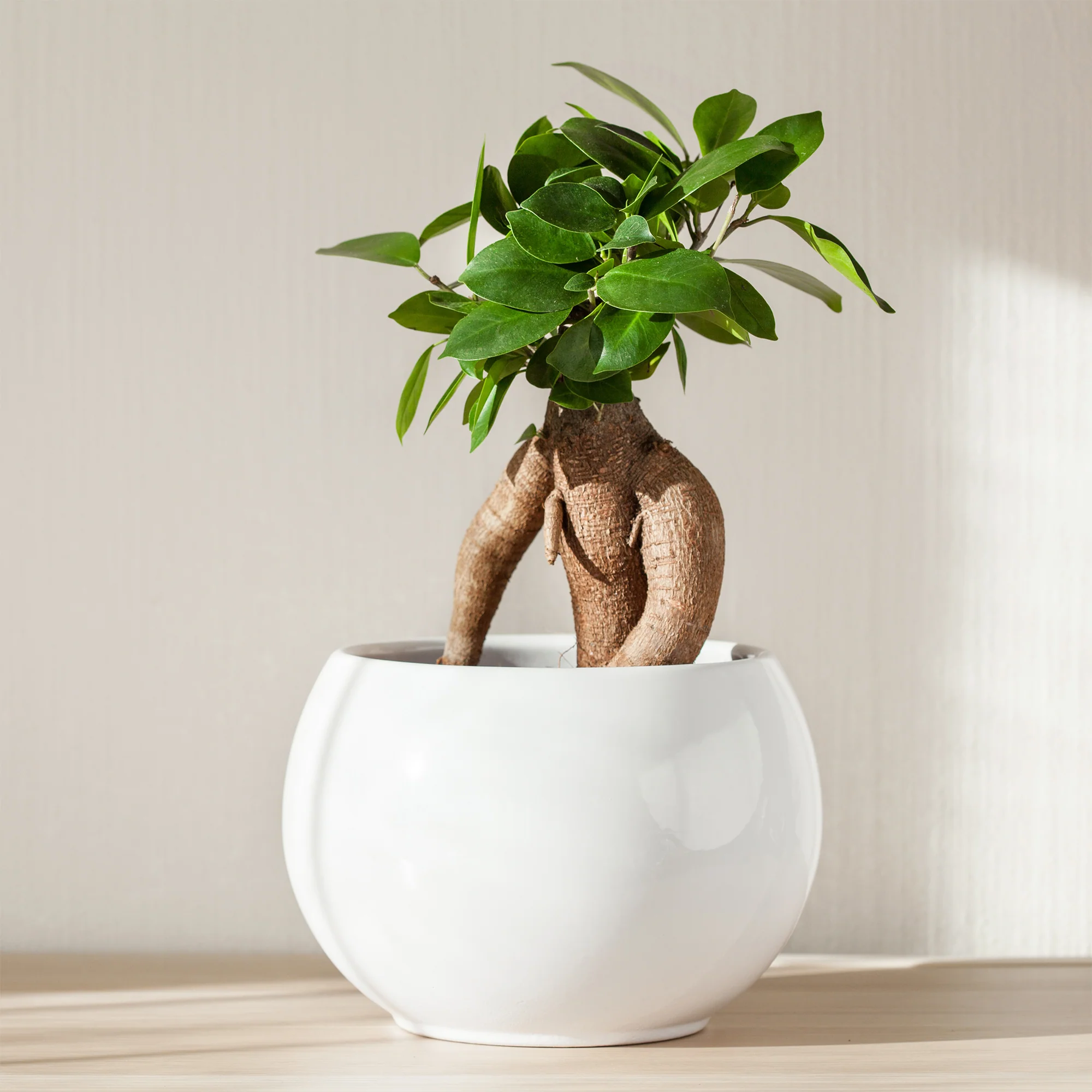Miniature 3