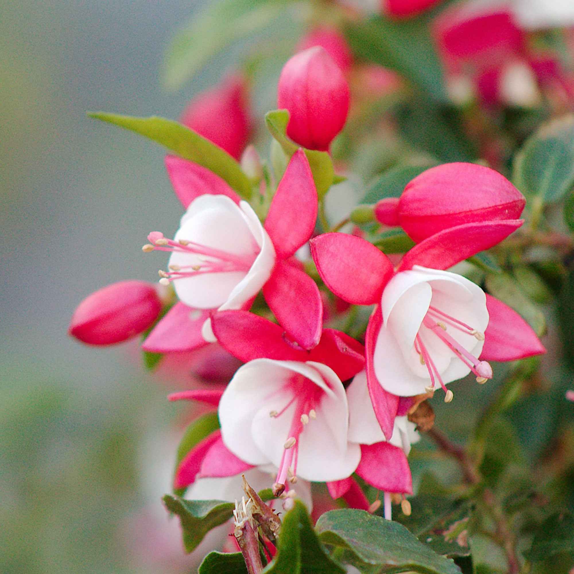Miniature 2