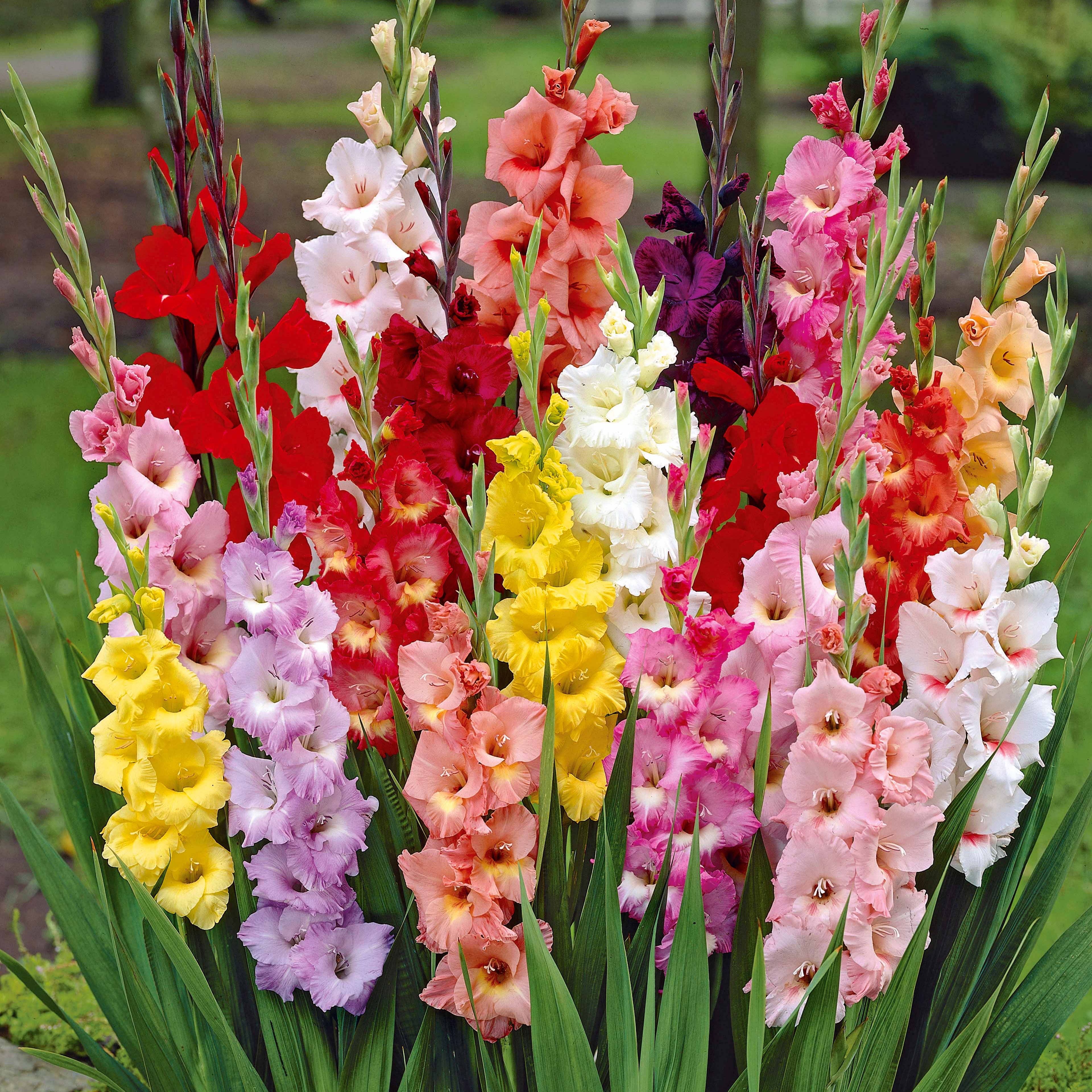 Miniature 3