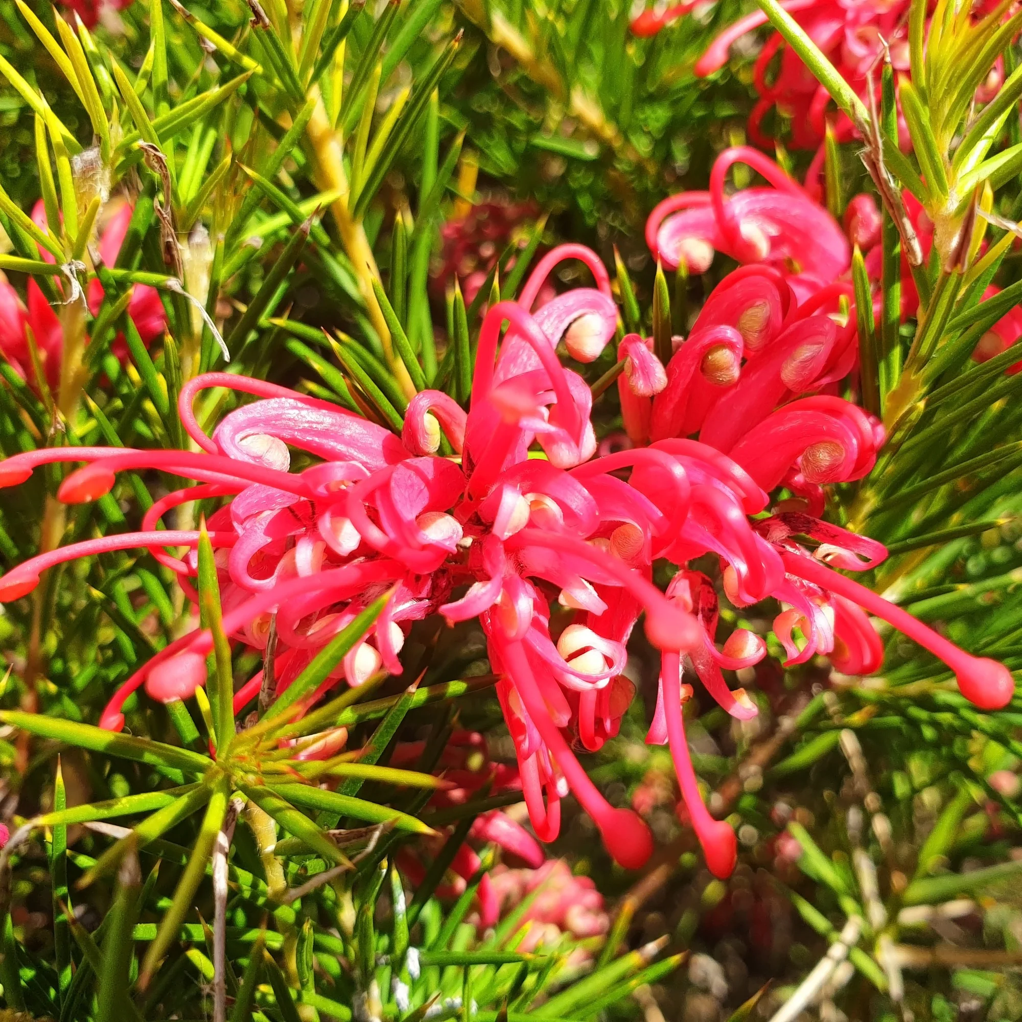 Miniature 4