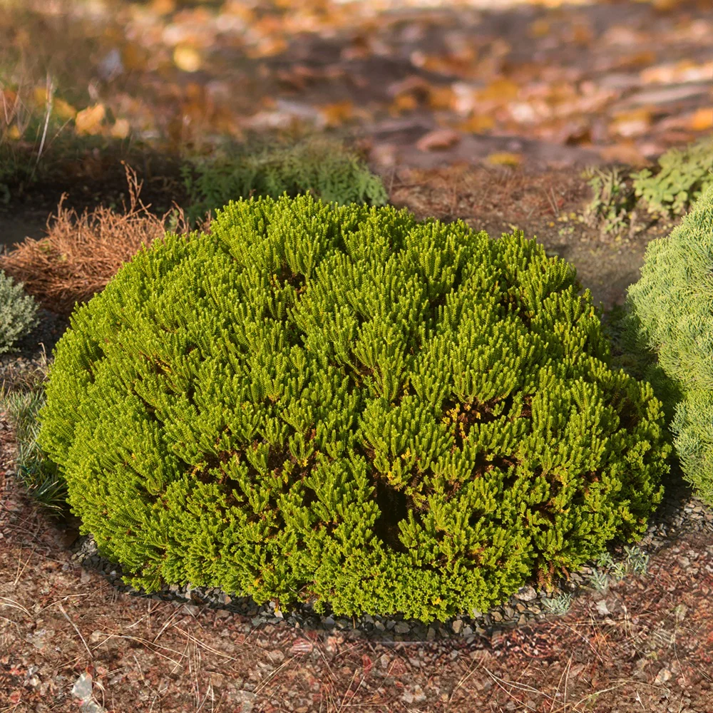 Miniature 3