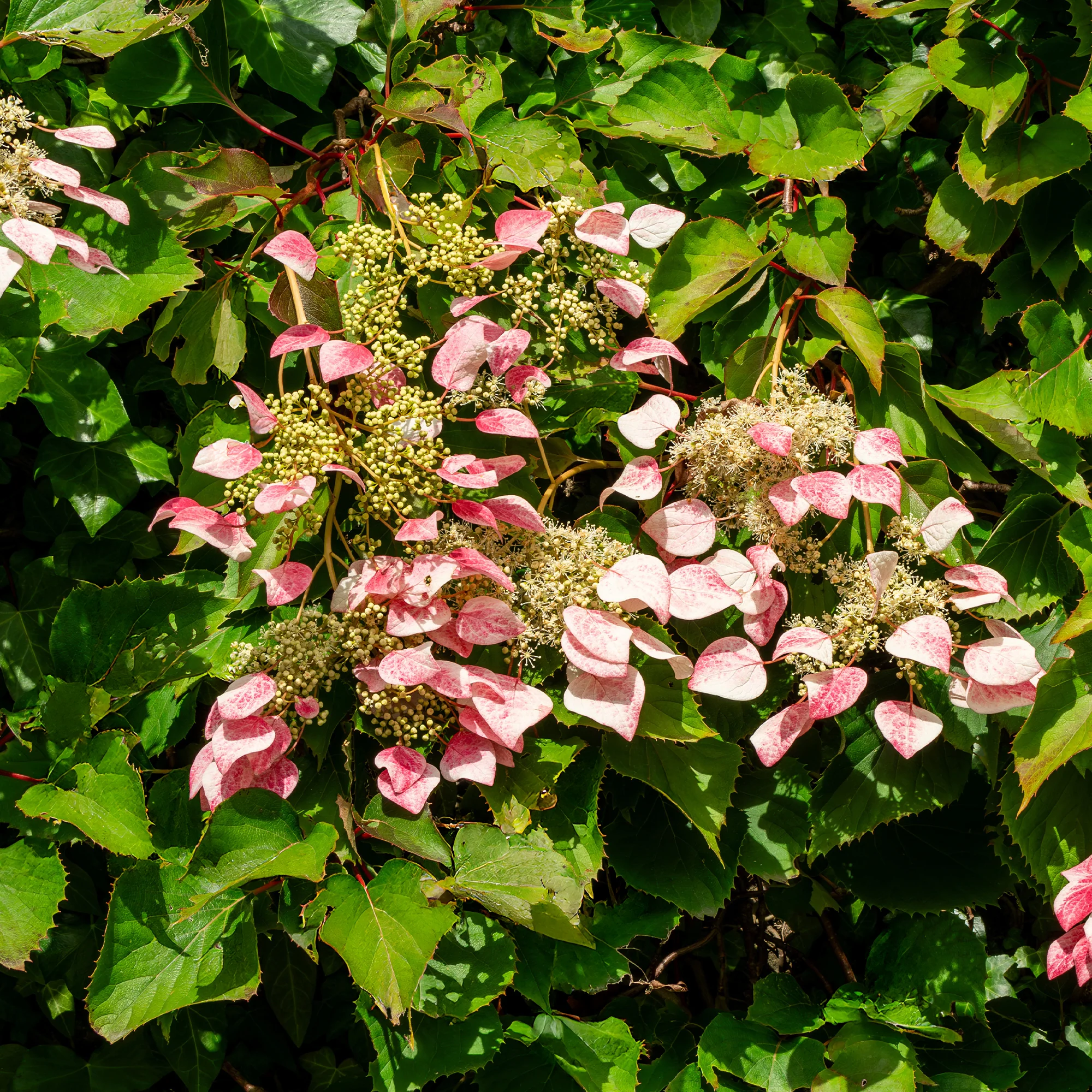Miniature 3