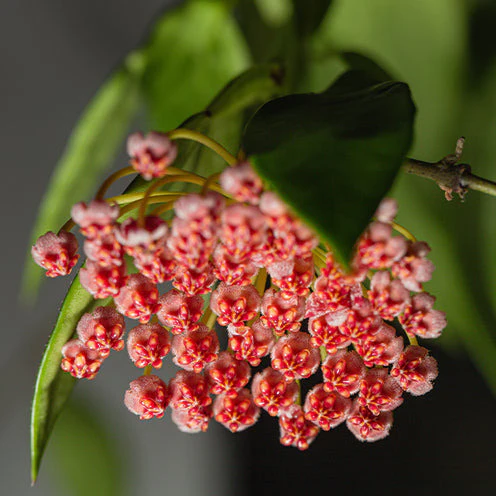 Miniature 3