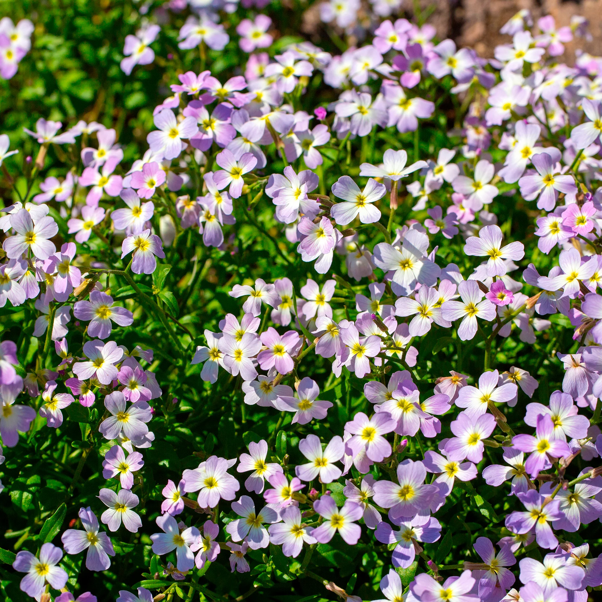 Miniature 3