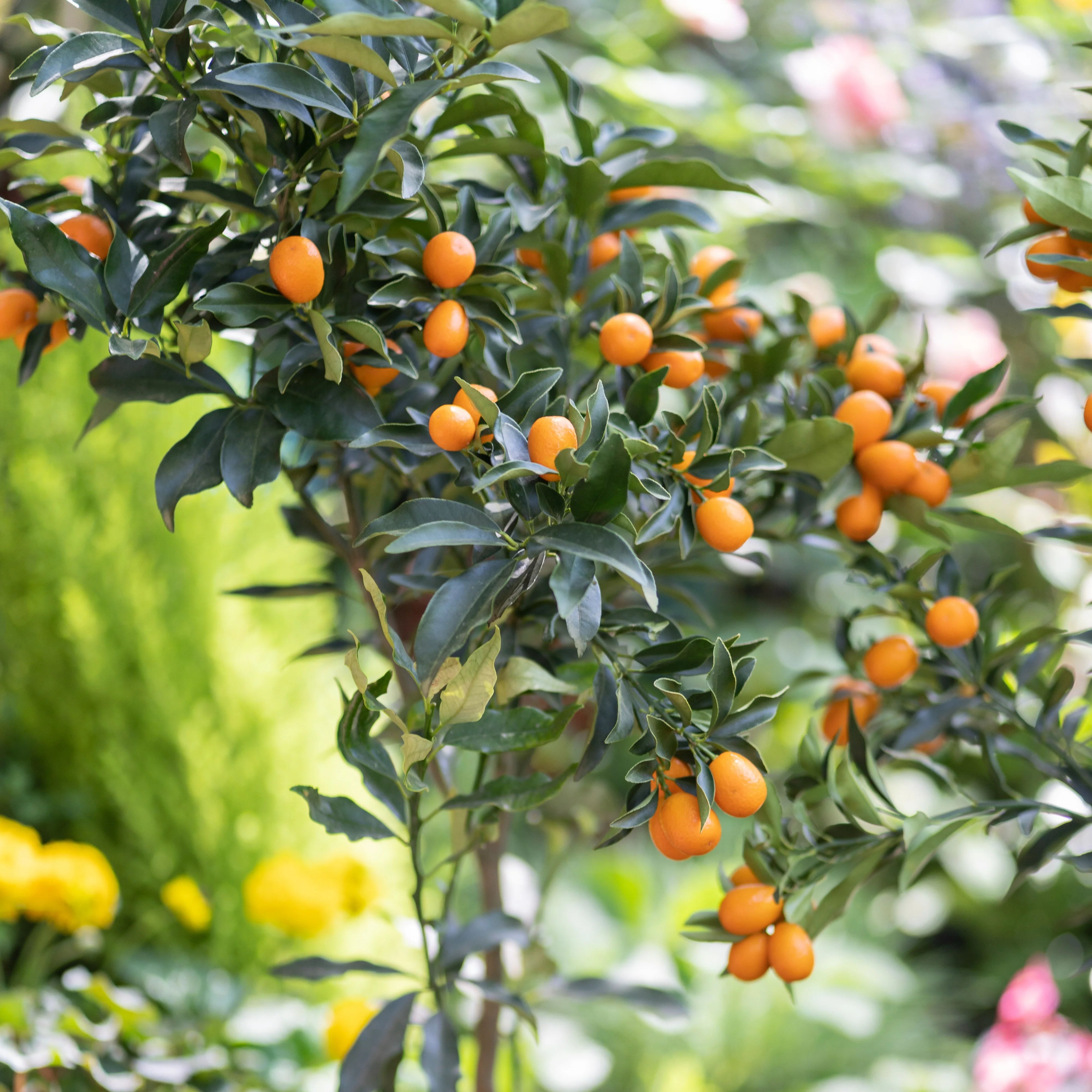 Miniature 4