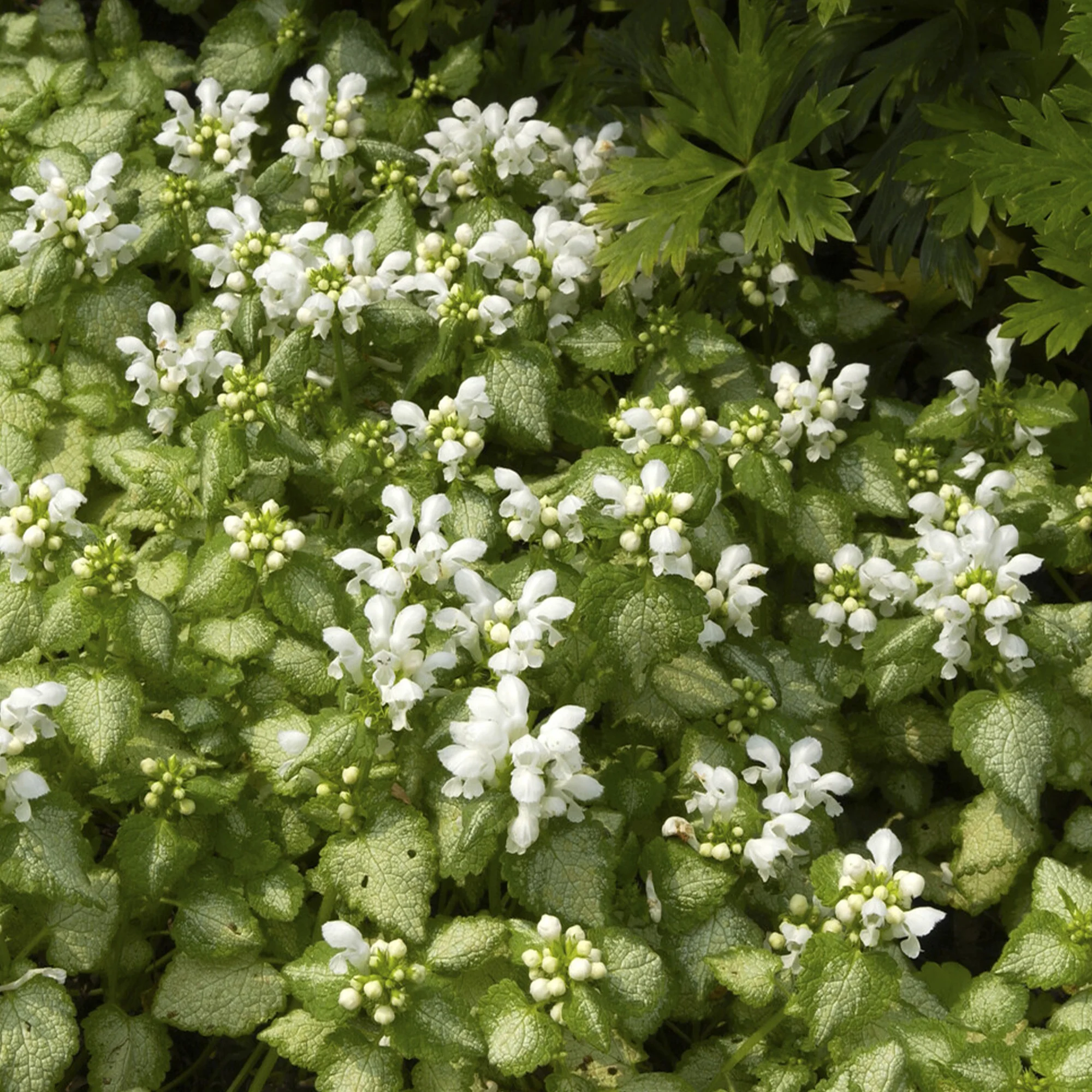 Miniature 2