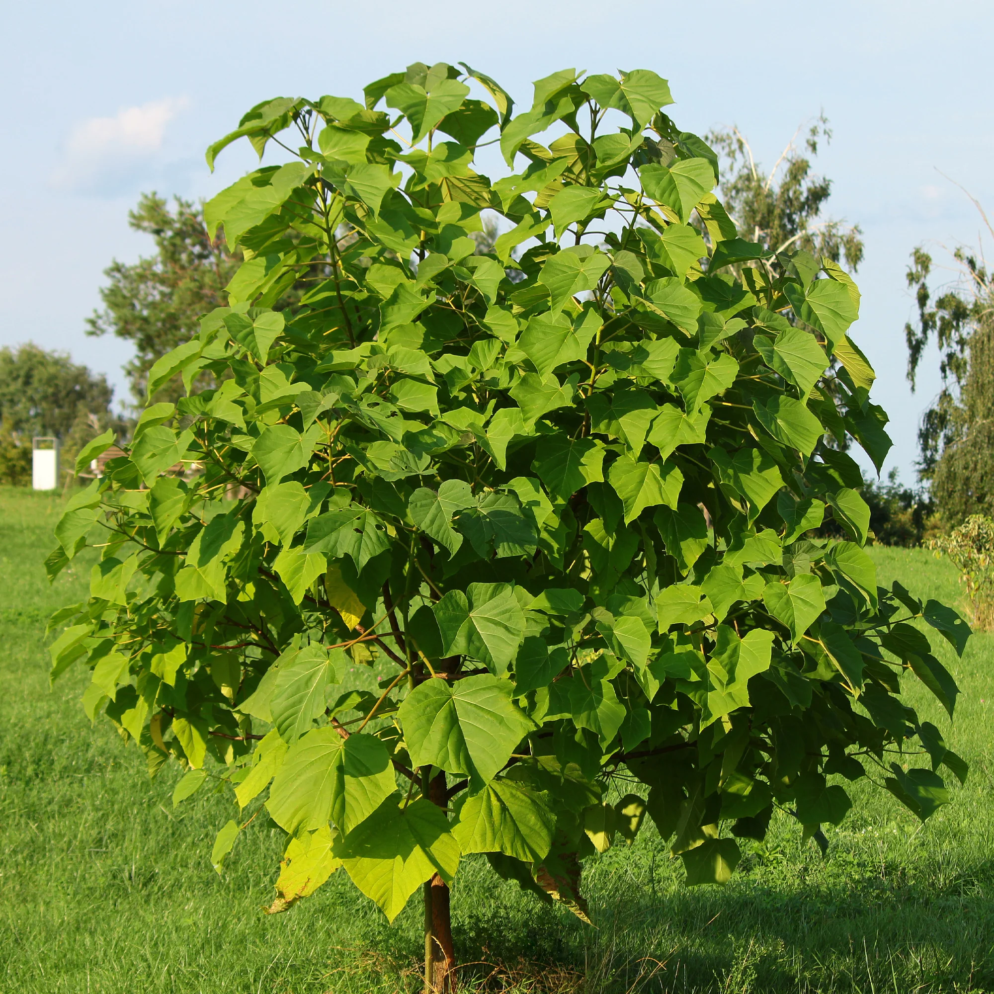 Miniature 3