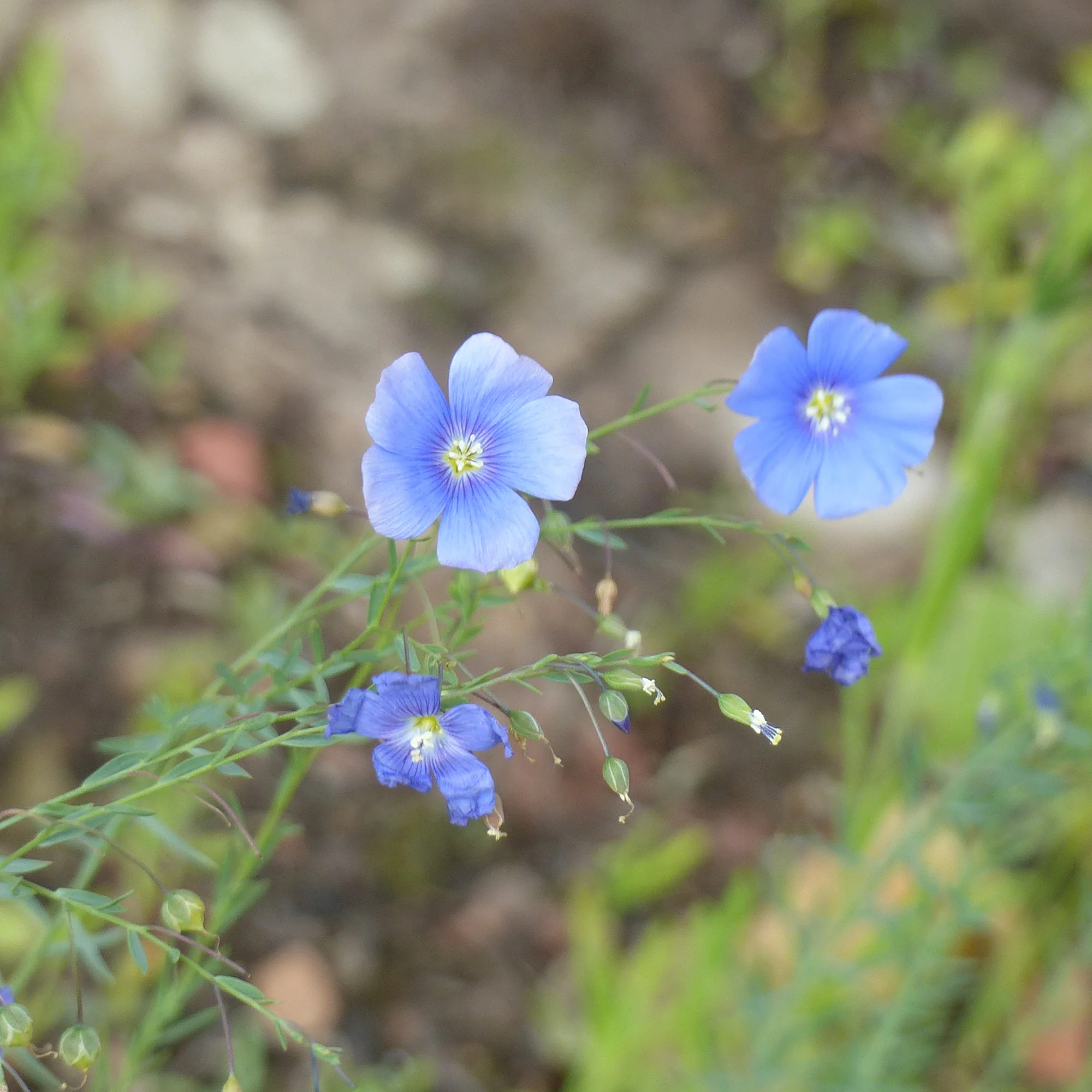 Miniature 3