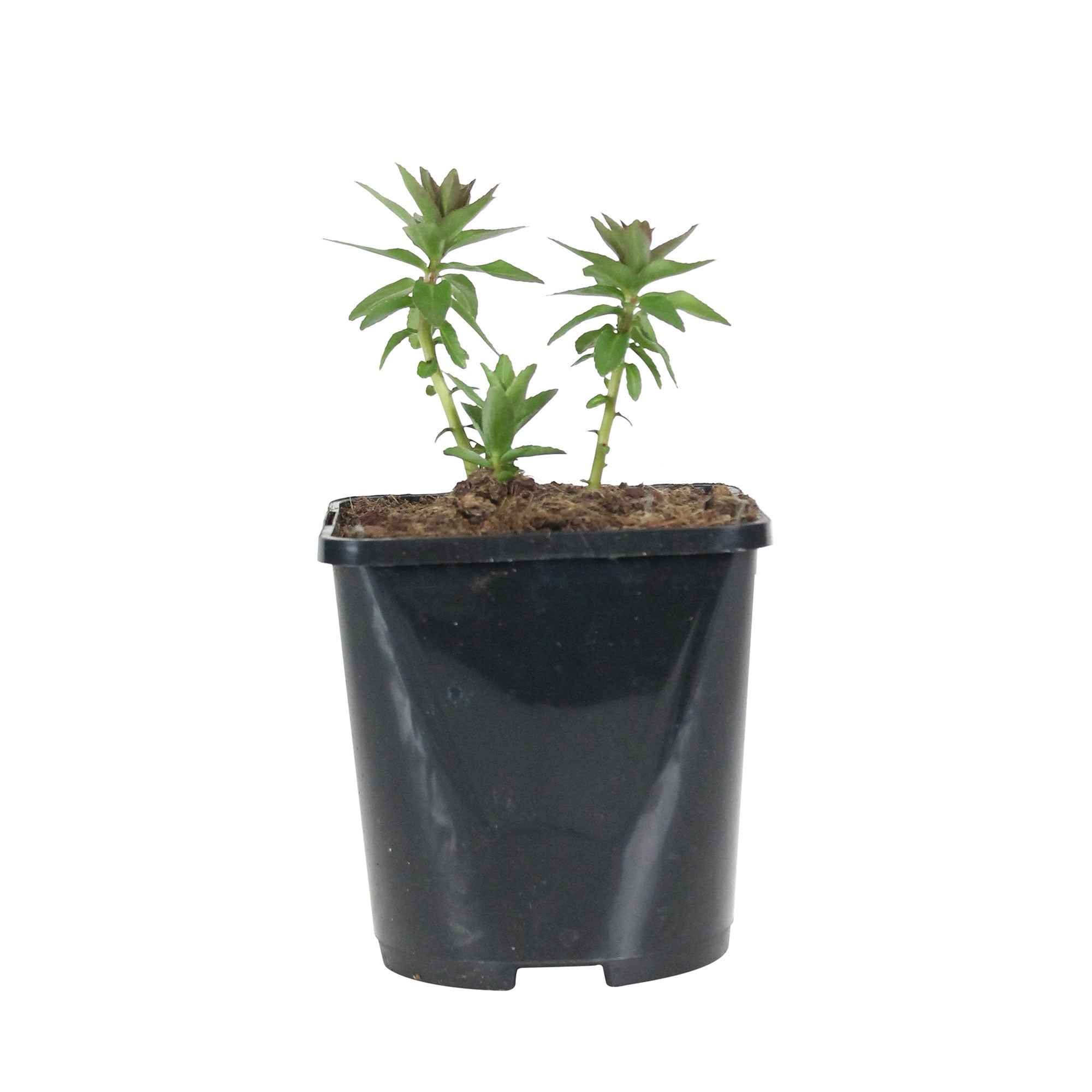 Miniature 2