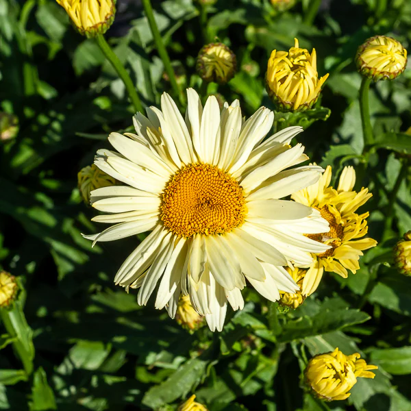 Miniature 2
