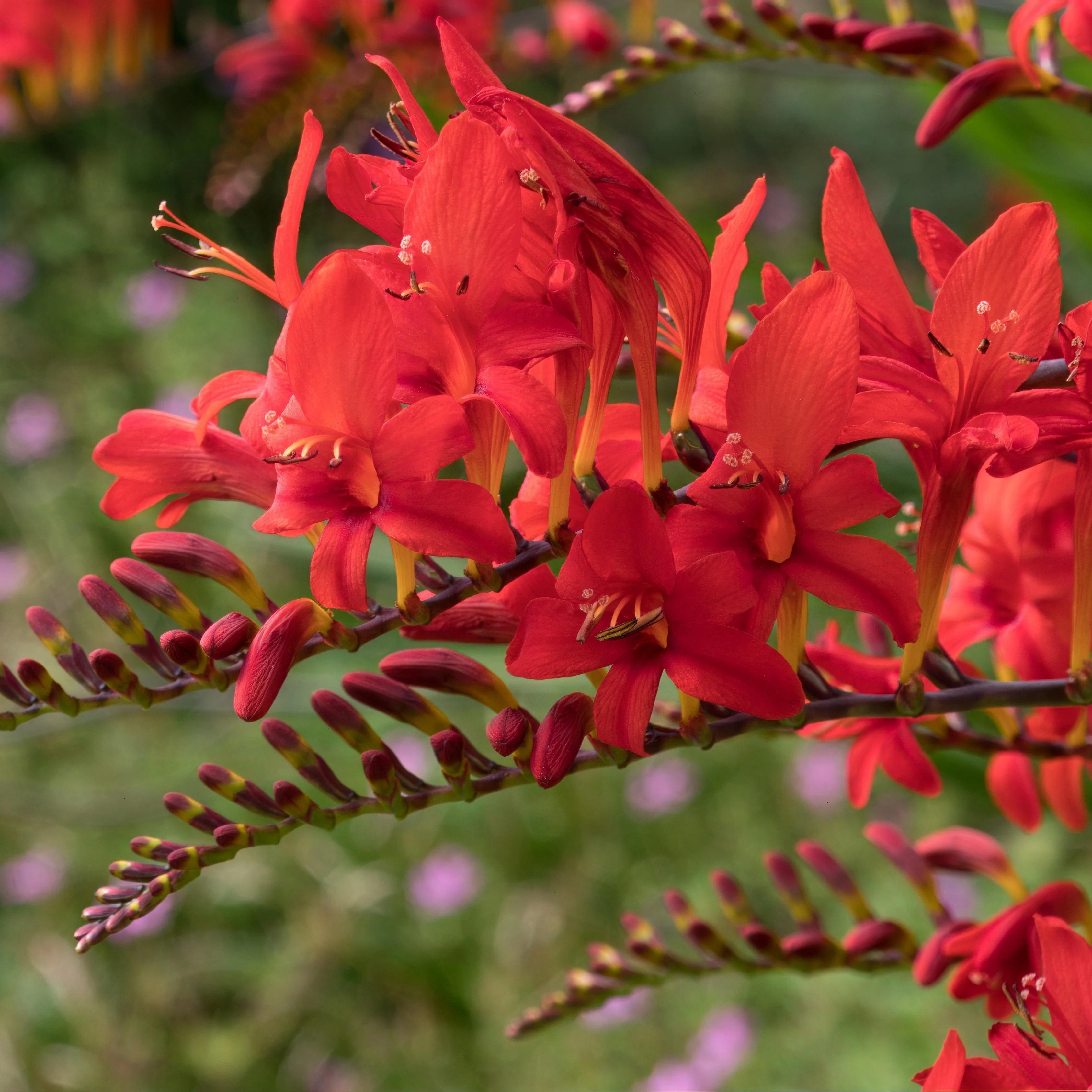 Miniature 4