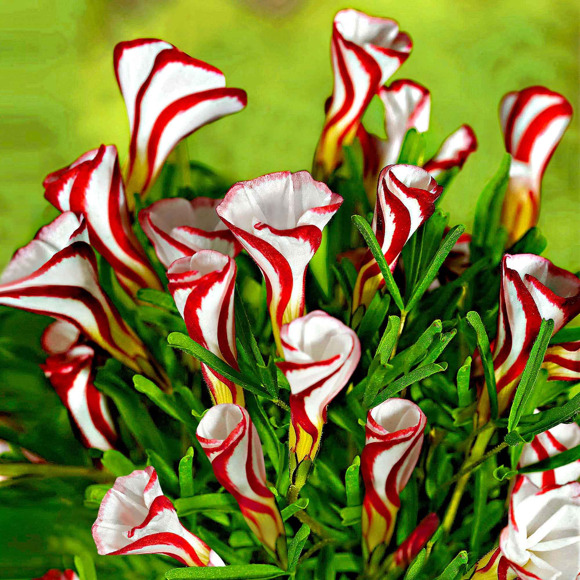 Miniature 1