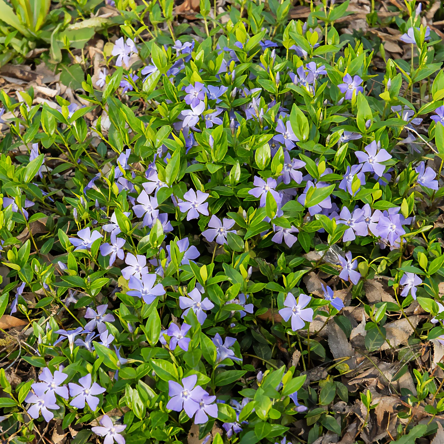 Miniature 2