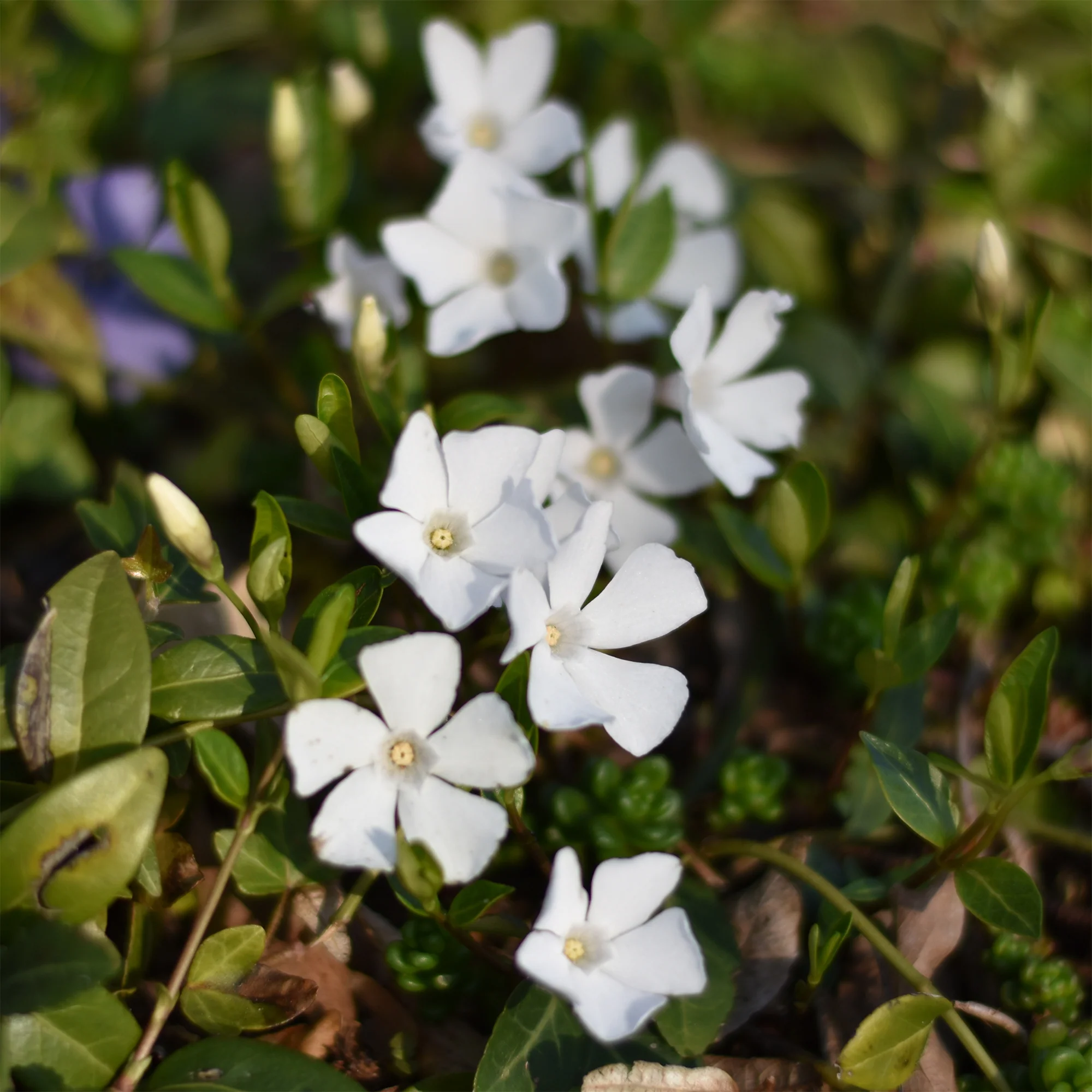 Miniature 2