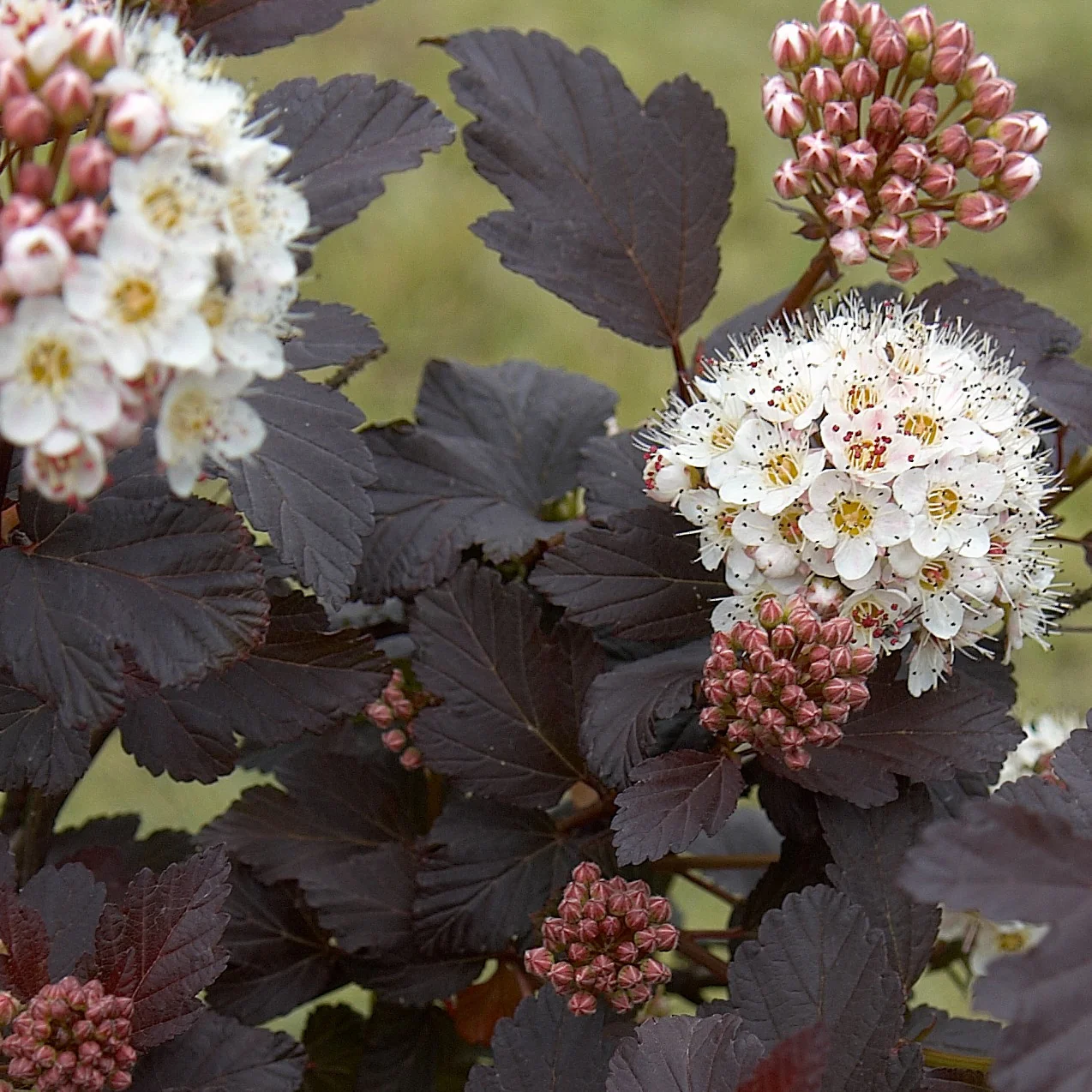 Miniature 4