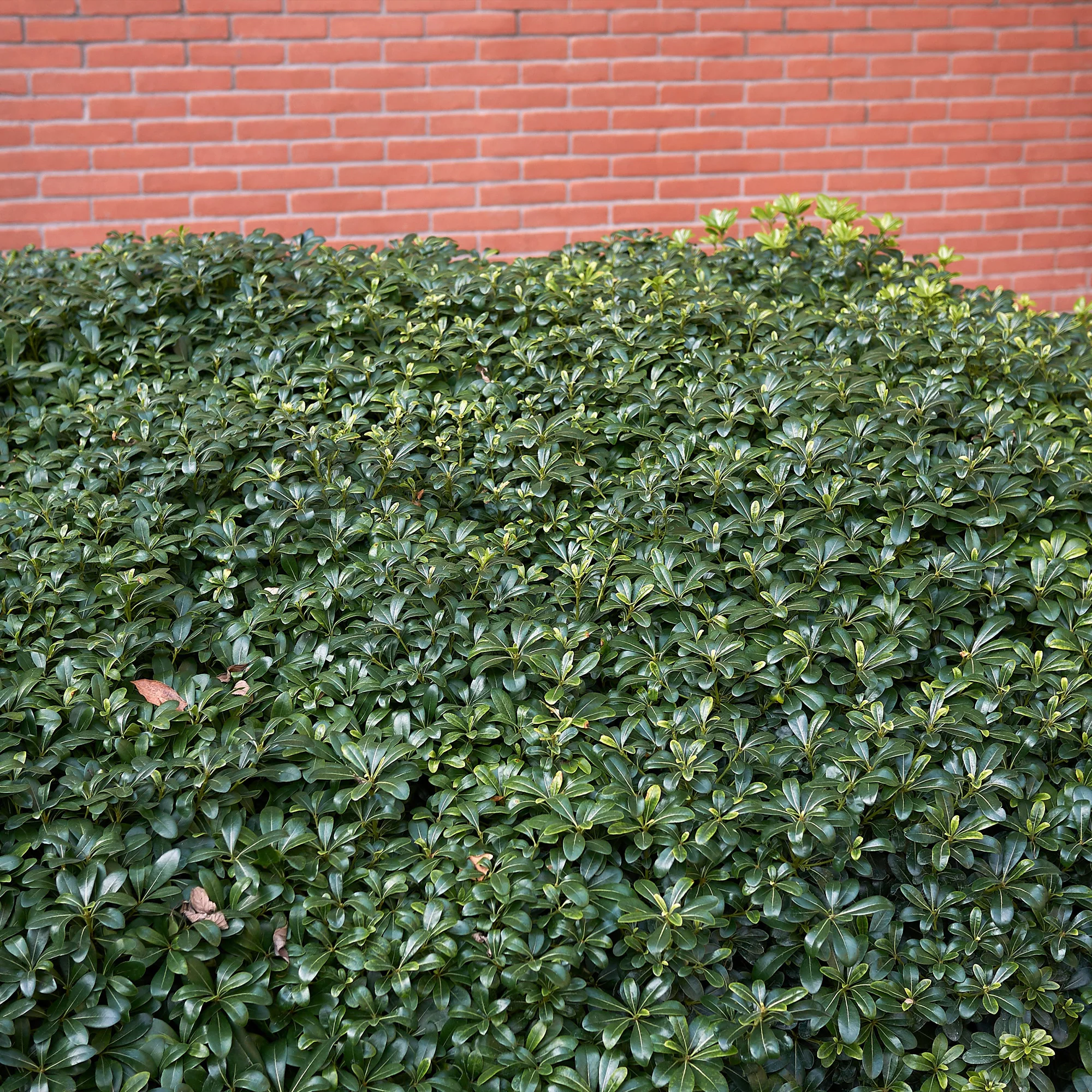 Miniature 2