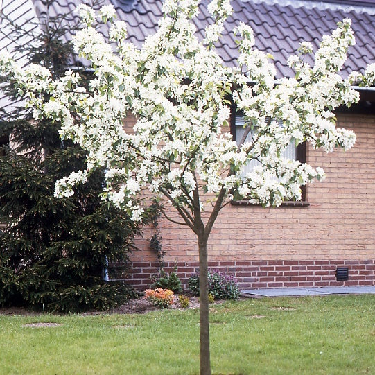 Miniature 4
